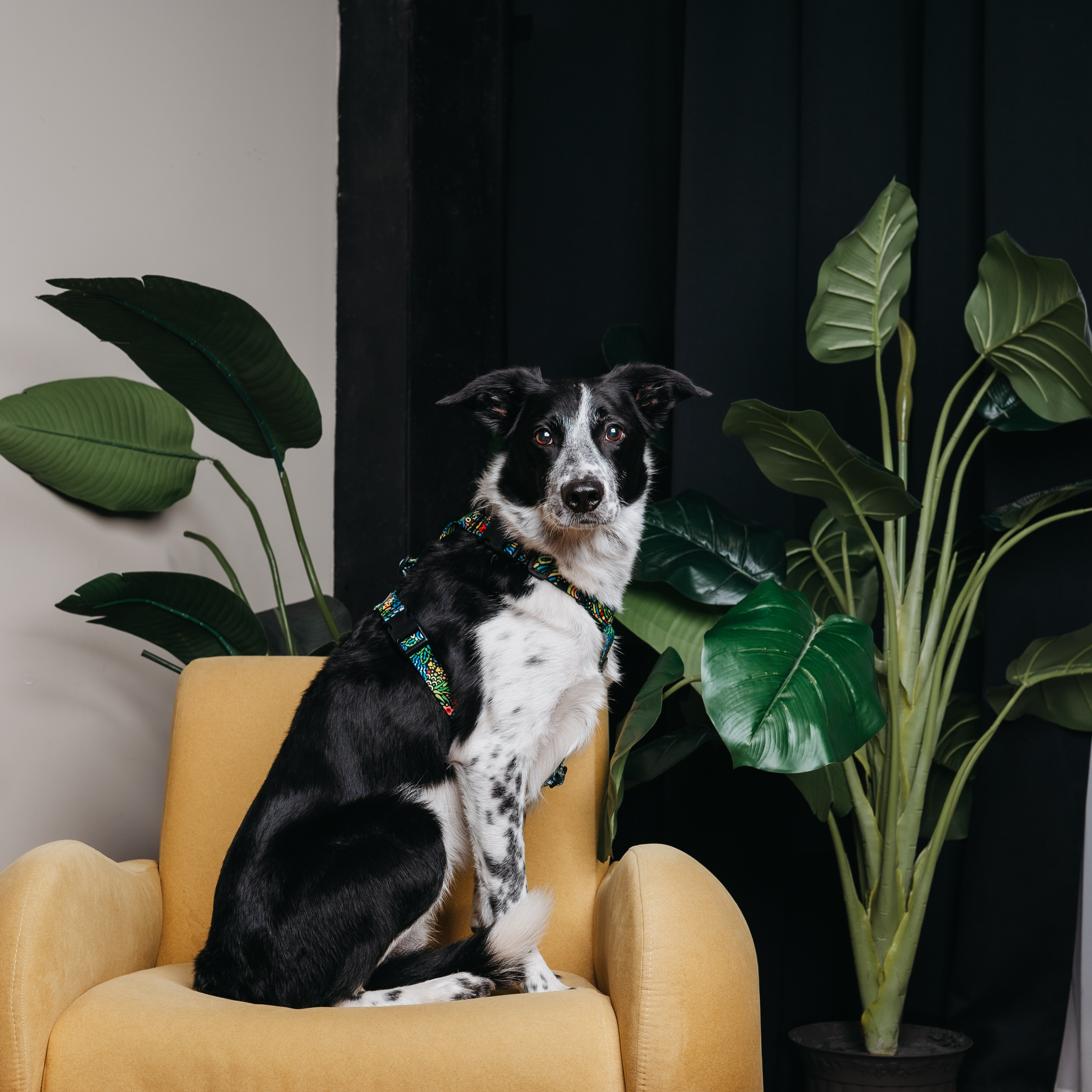 Cosmodog. Амуниция. Семейный фотограф анималист Ананьева Мария — Москва