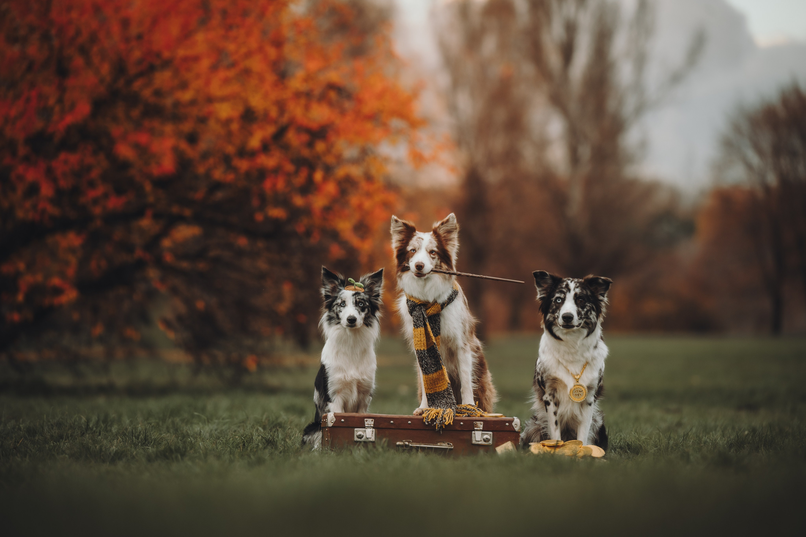 Лилу, Ри и Тучка. Семейный фотограф анималист Ананьева Мария — Москва