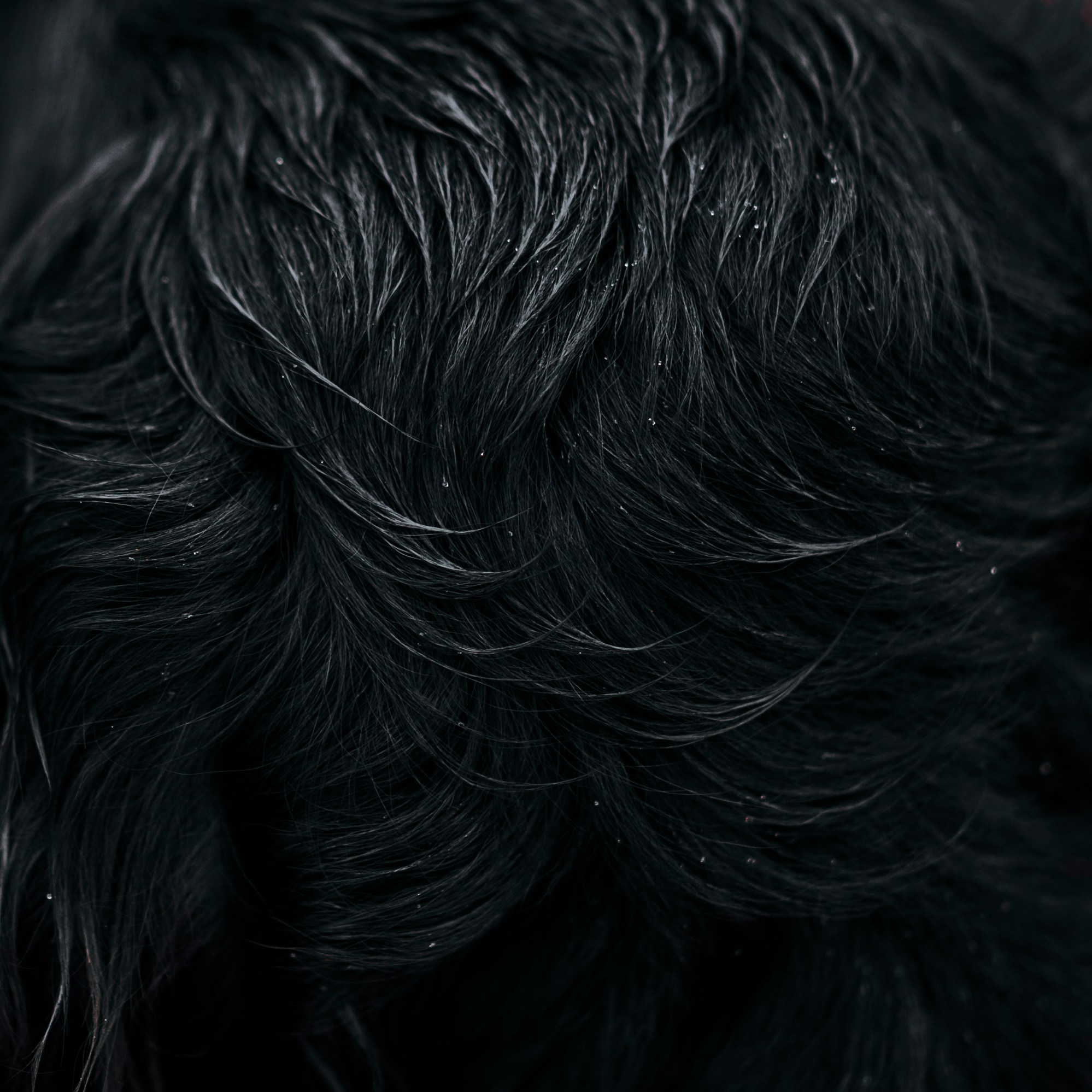 Настя и Демида. Семейный фотограф анималист Ананьева Мария — Москва