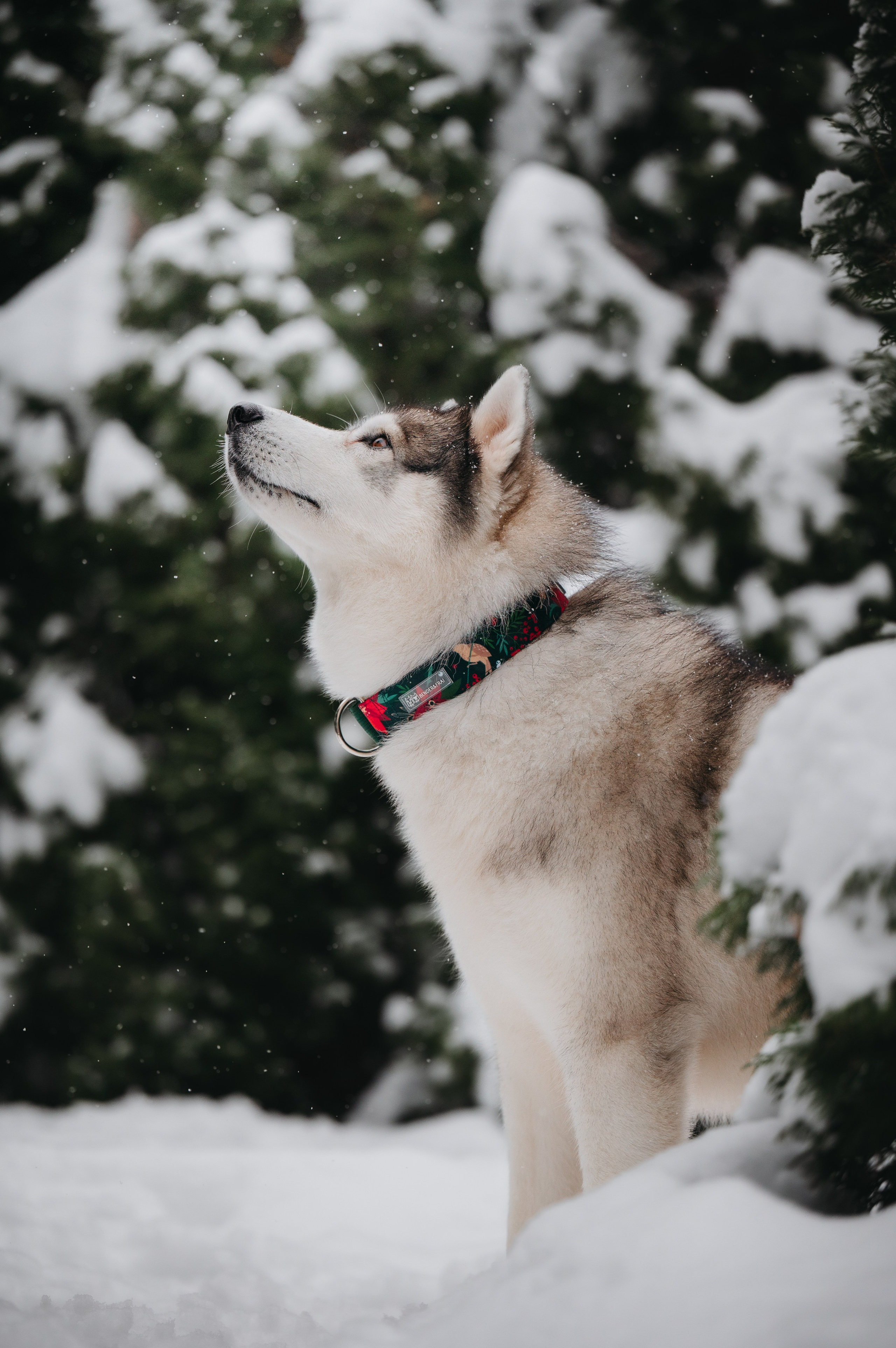 Bender&Frai. Зимняя коллекция. Семейный фотограф анималист Ананьева Мария — Москва