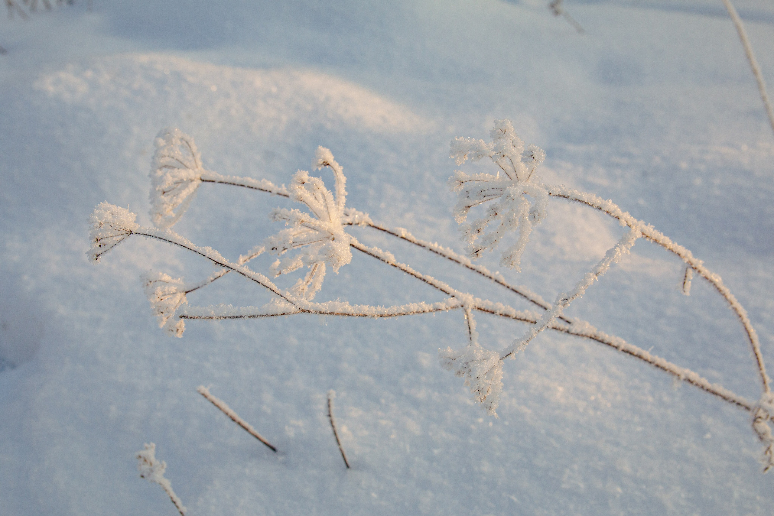 Пища для глаз. Ваш фотограф Северск | Томск