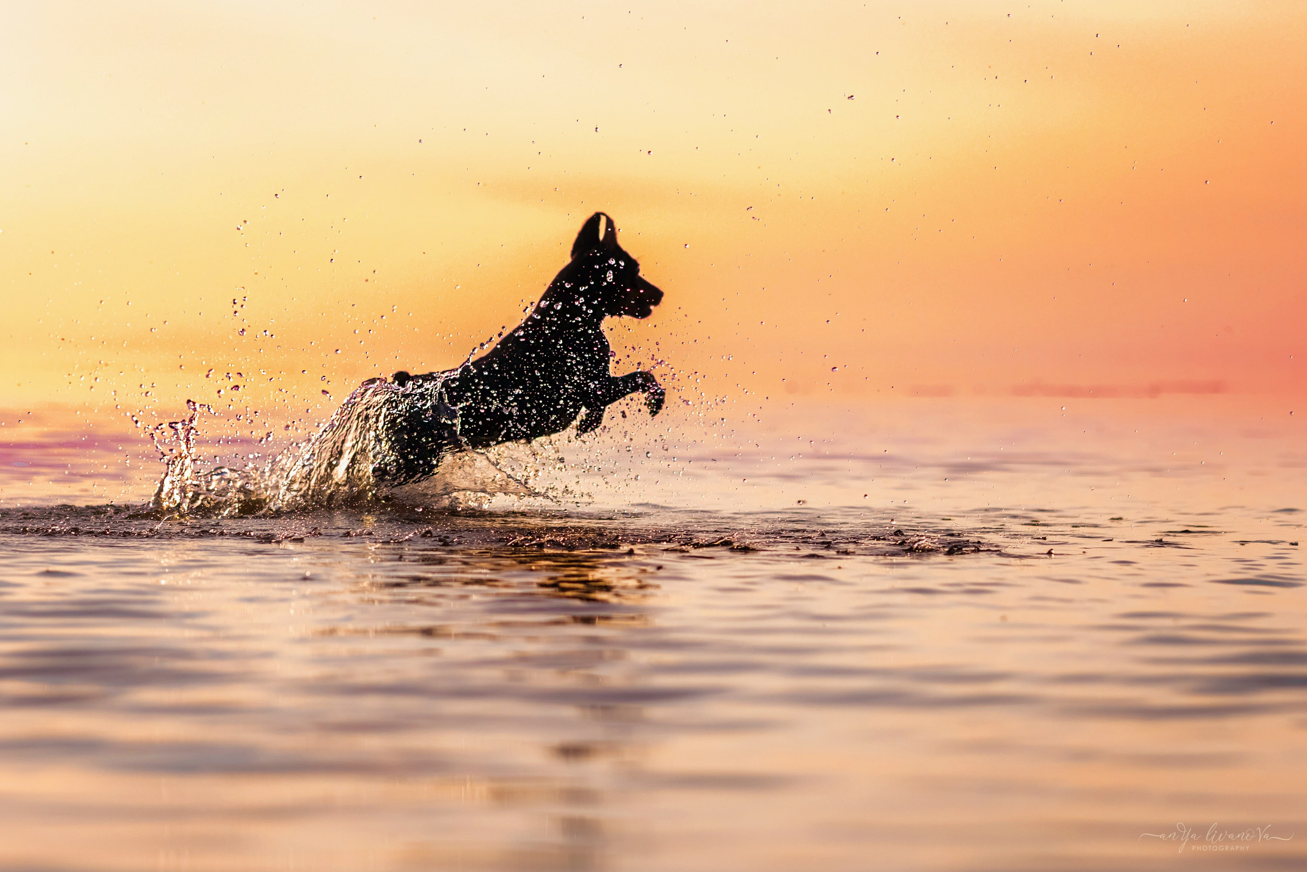 Ляля — Маня — Плюша закат. Фотограф анималист Аня Ливанова | Рыбинск