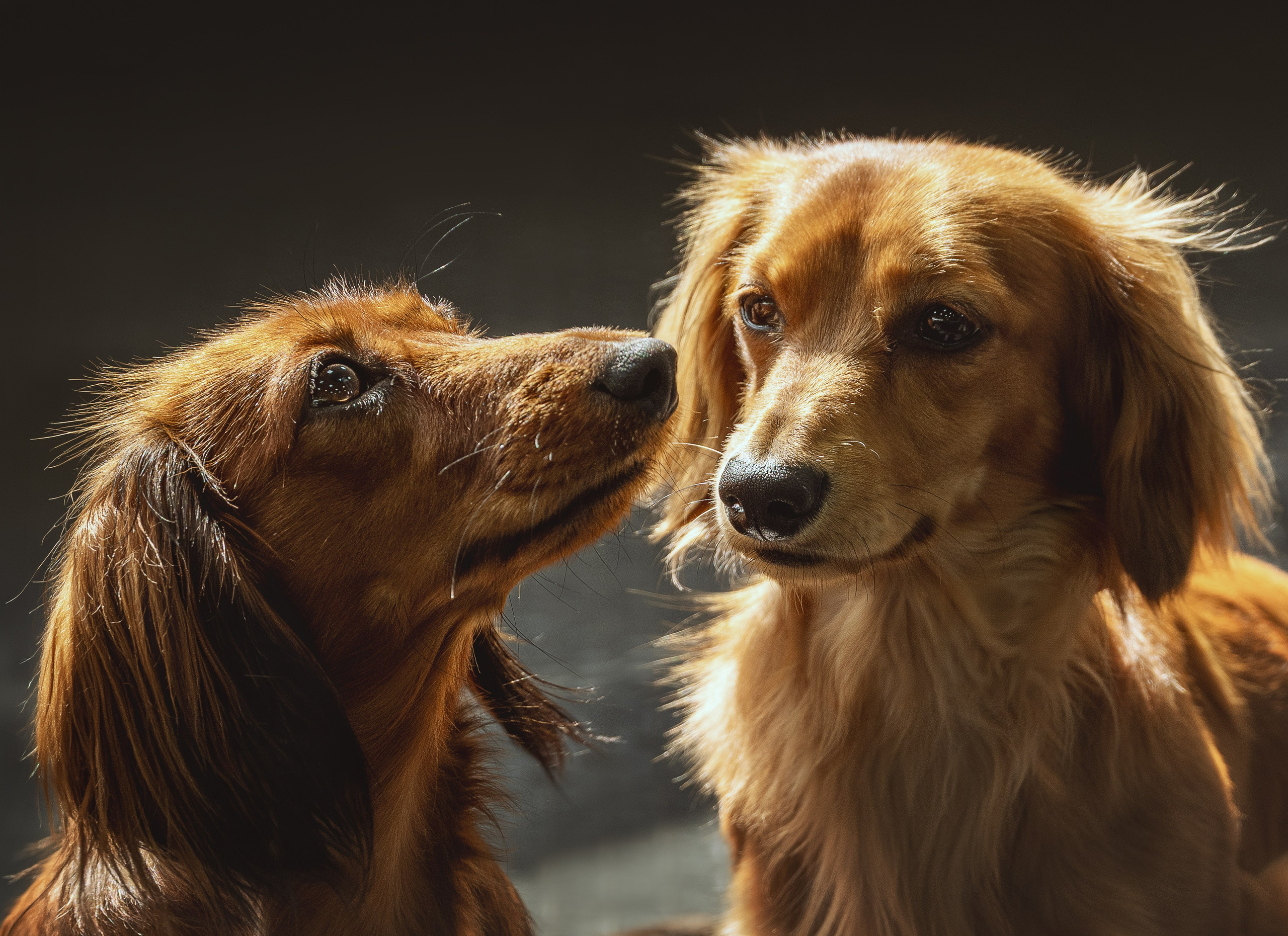 Съемка с собаками, животными