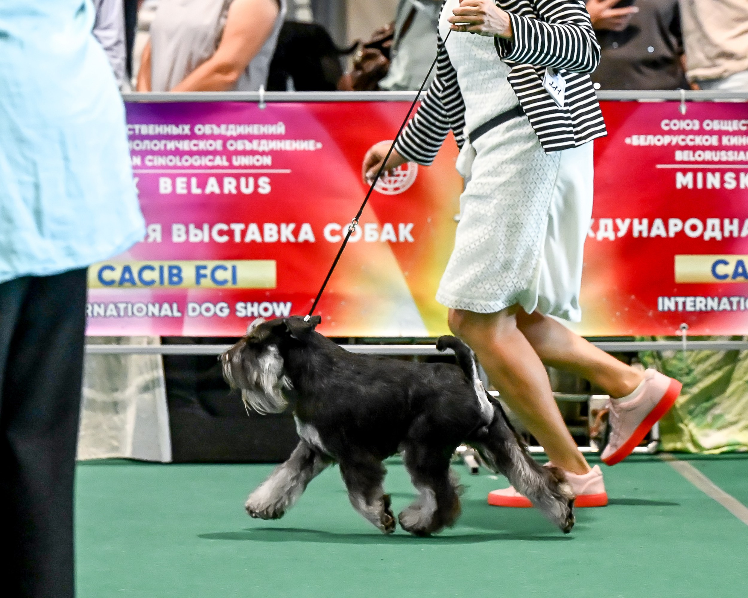 Цафир/ Delinso Balance Сzafir Lumier. Питомник цвергшнауцеров в Беларуси «Делинсо Бэлэнс»