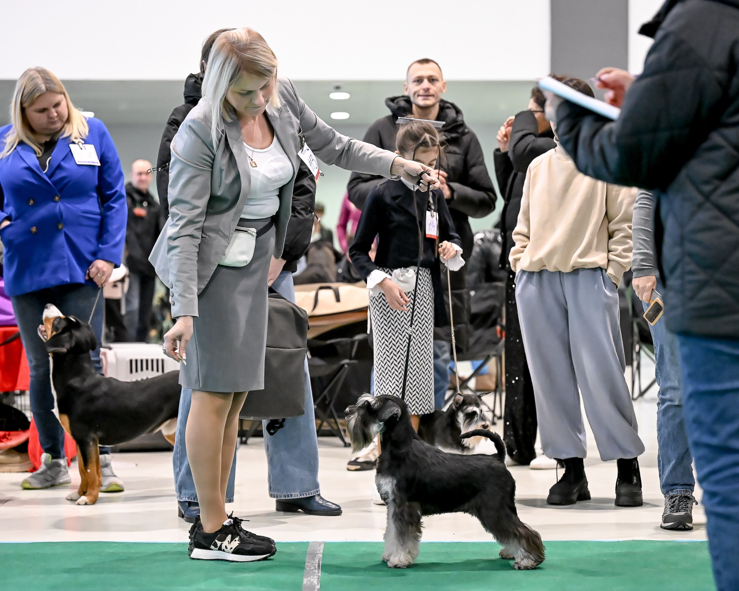 Бъянка/ Delinso Balance Cinzano Bianco. Питомник цвергшнауцеров в Беларуси «Делинсо Бэлэнс»