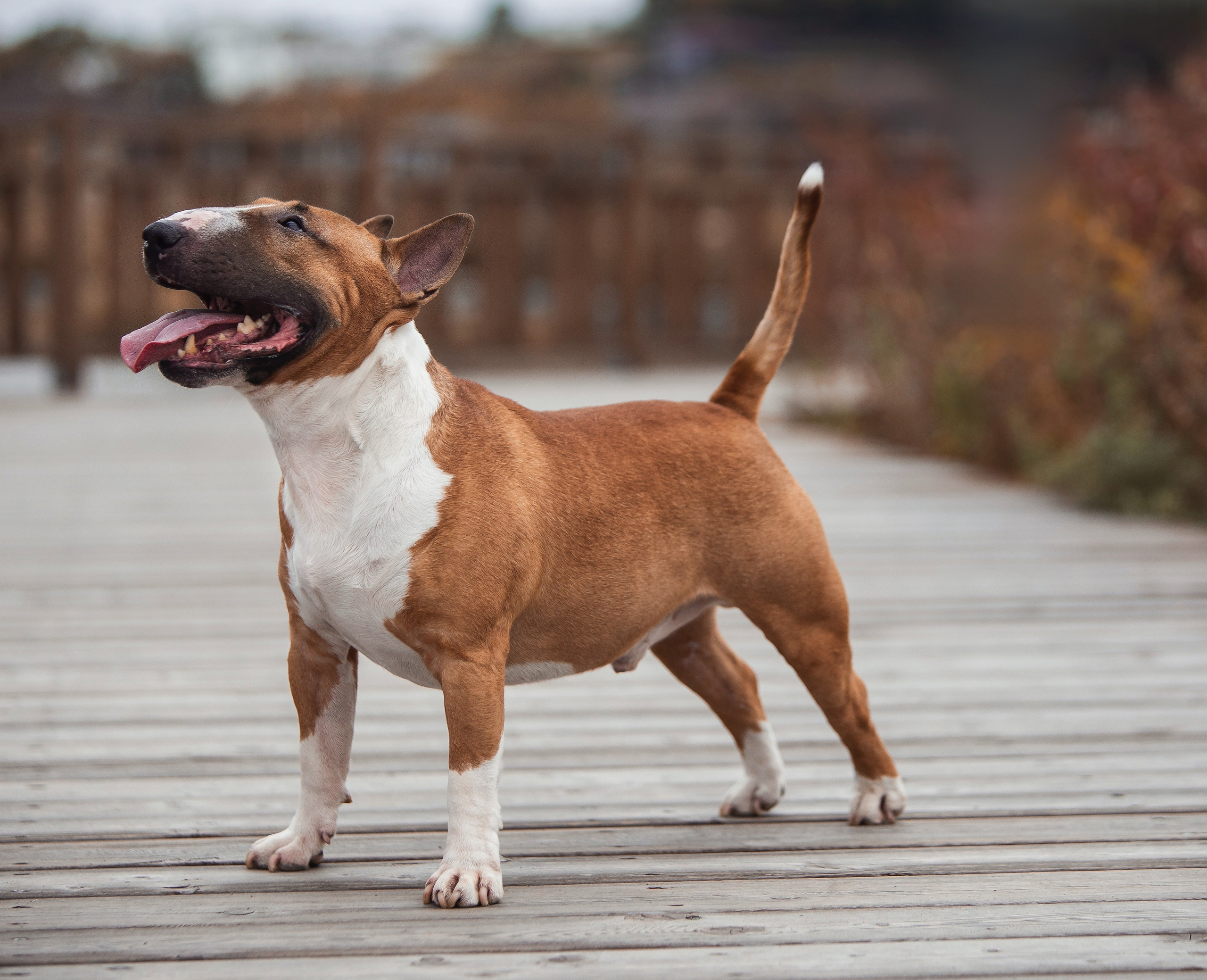 Экстерьерная Съёмка. Семейный фотограф анималист г. Находка