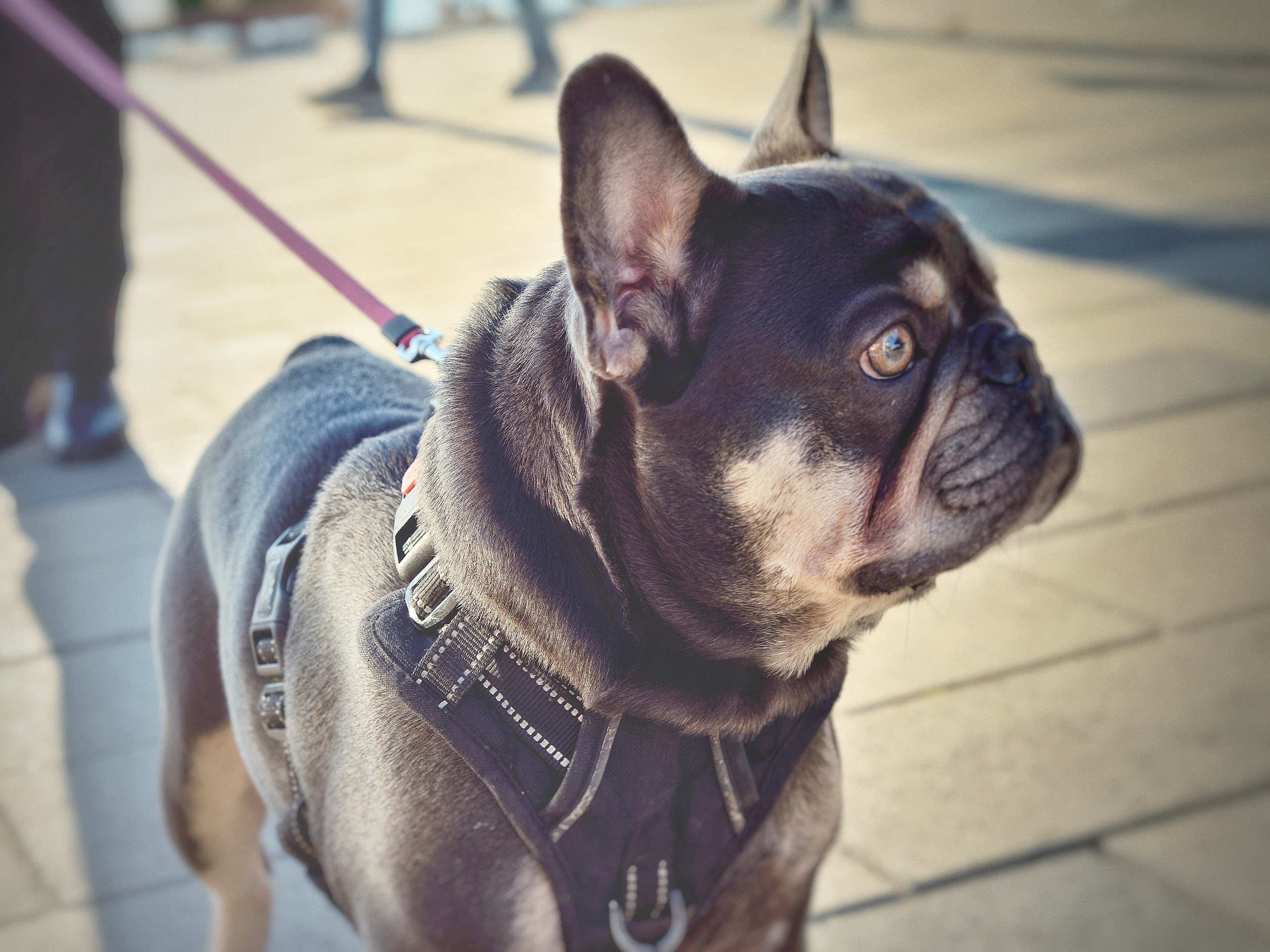 Животные. Фотограф • Елена Миронова