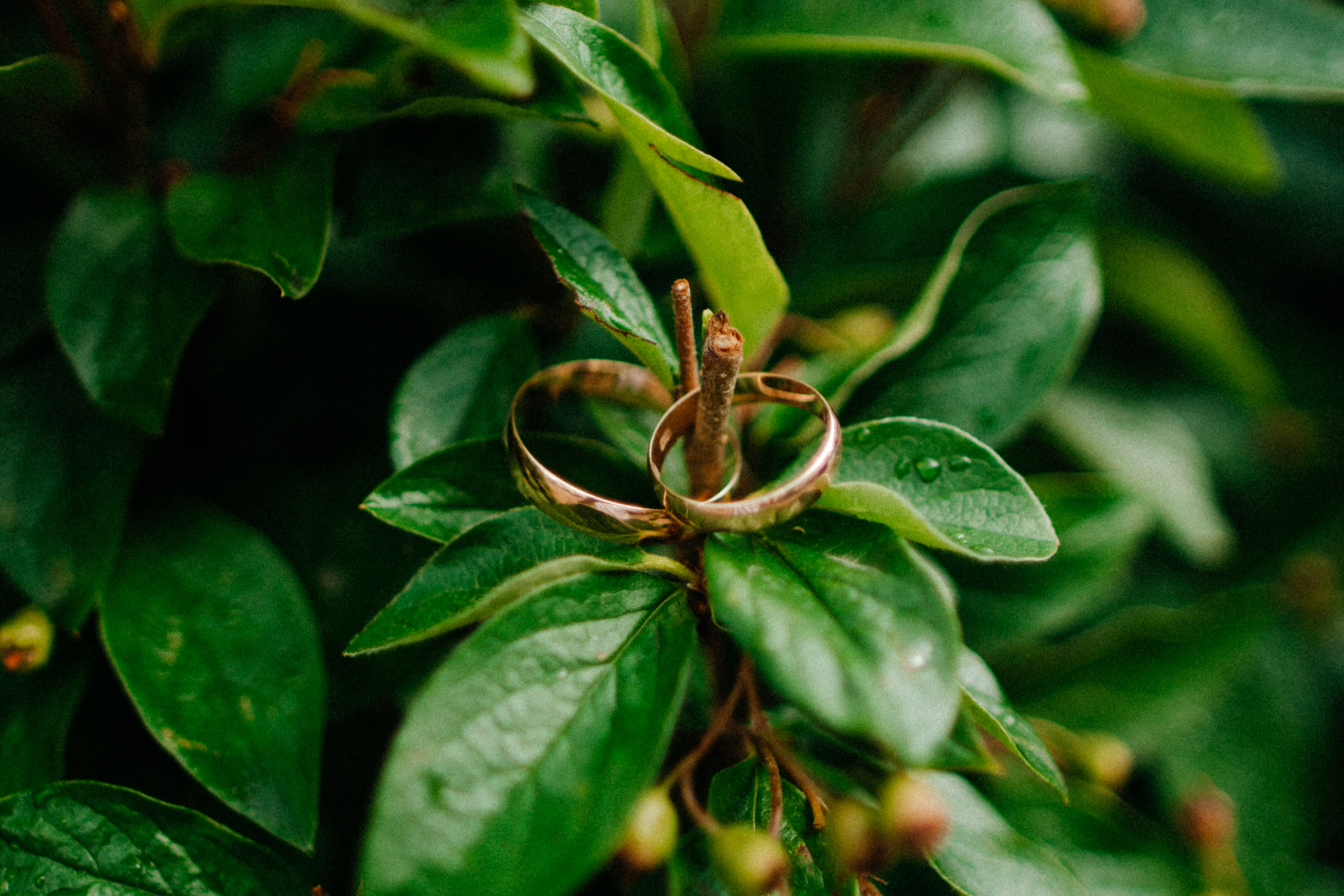 Нежная свадебная церемония в августе. Олег Сверчков | Свадебный фотограф Вологда