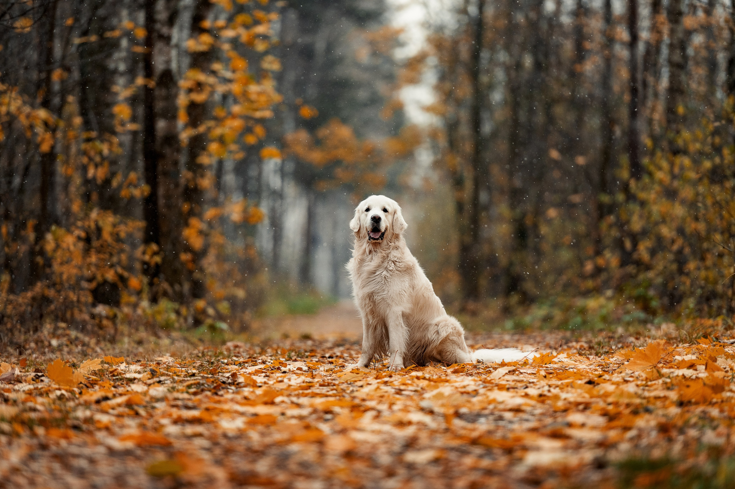 Айс и золотая осень. Фотограф-анималист