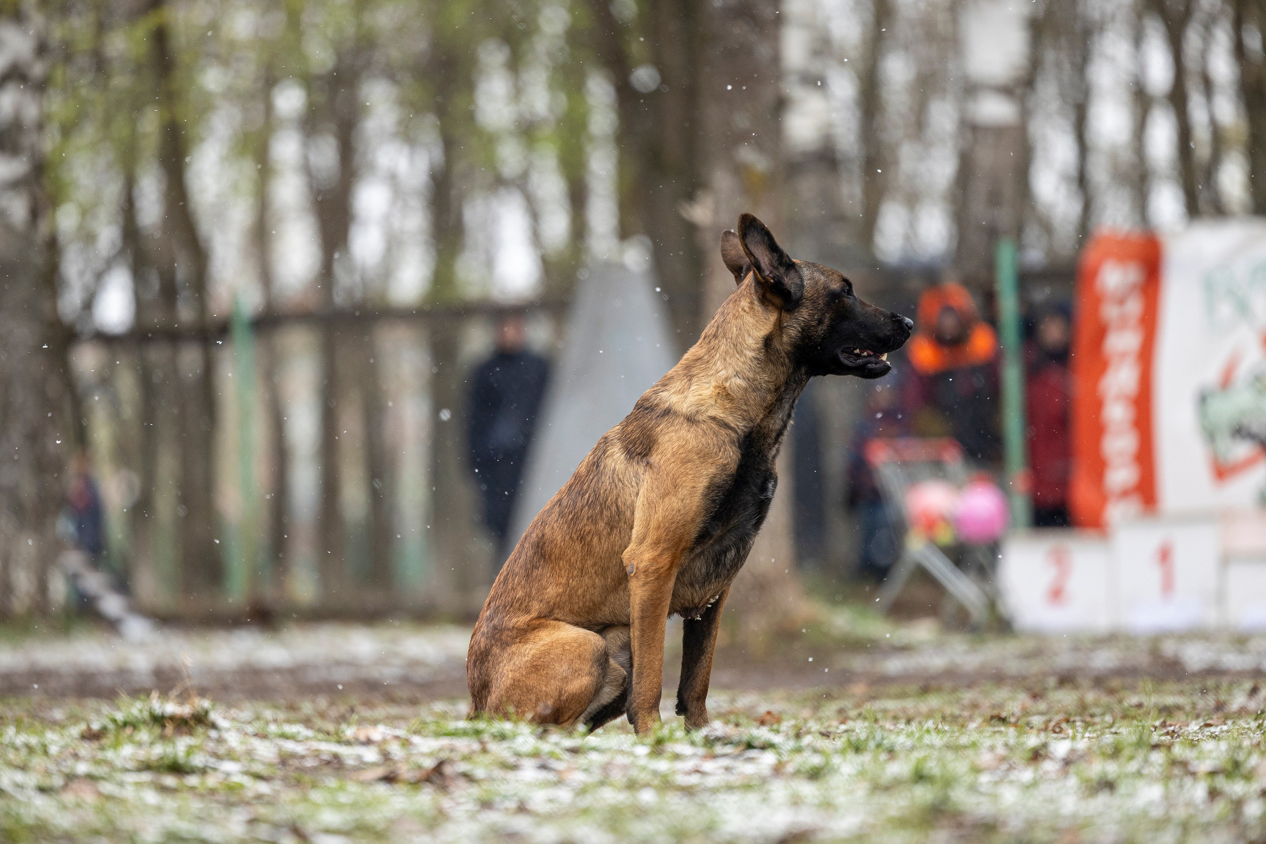 Квалификационные состязания по мондьорингу г. Вологда 11.05.24. Фотограф-анималист Анна Маринич