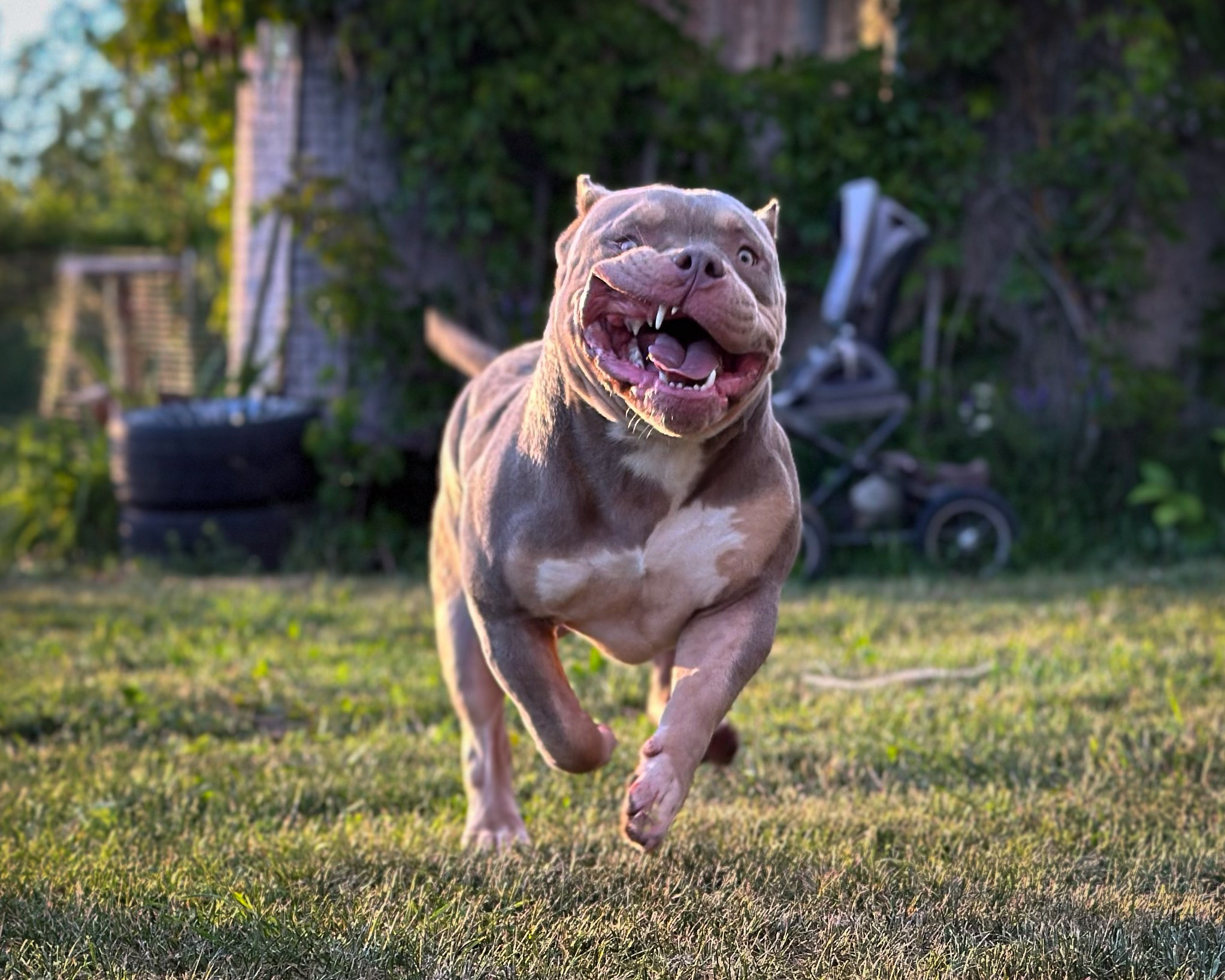 Питомник американских булли Bounty Pride Bully