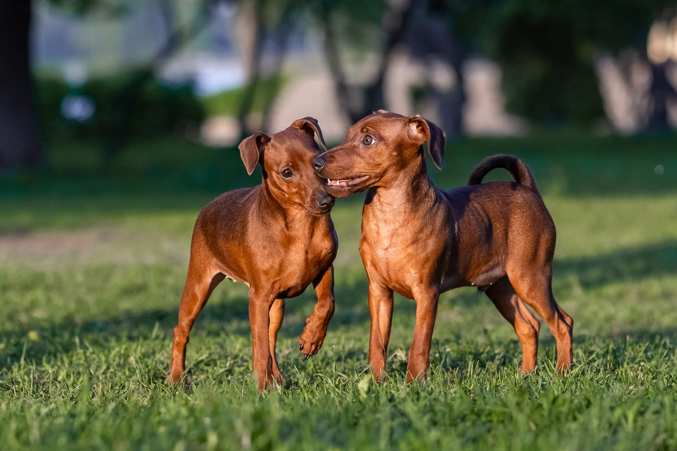 Пинчерята. Фотограф анималист Аня Ливанова | Рыбинск