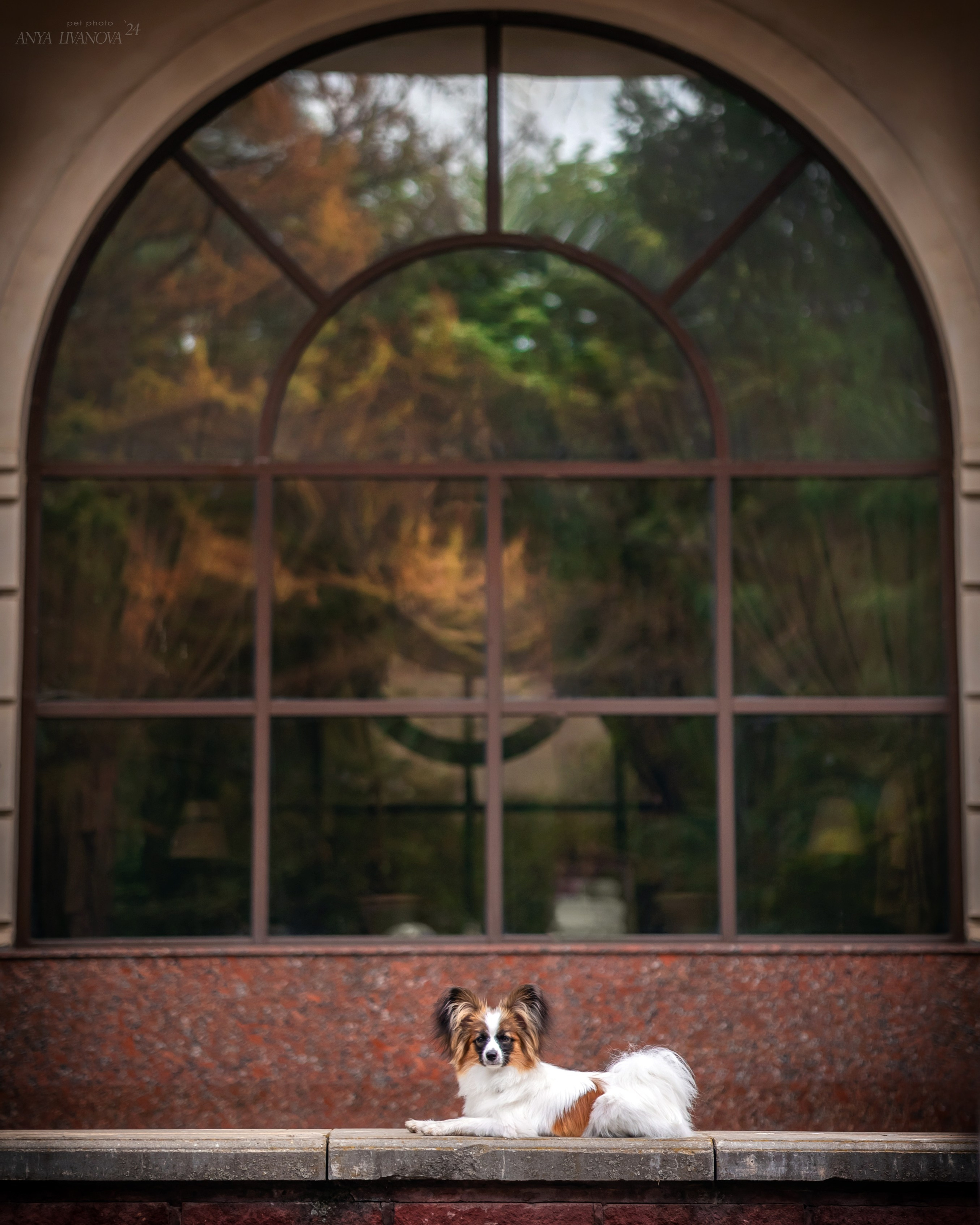 Хьюстон. Фотограф анималист Аня Ливанова | Рыбинск