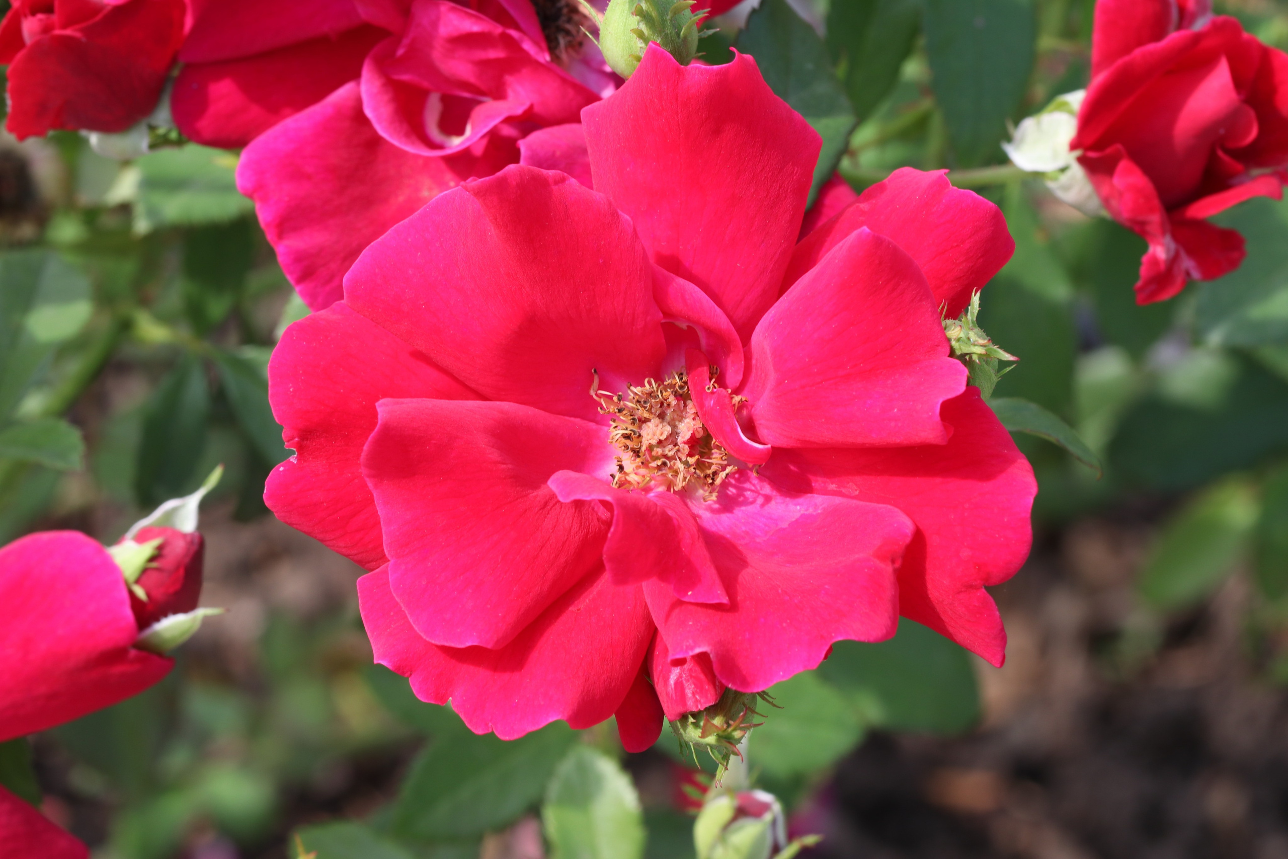 Долина роз в Кисловодске. Фото-художник и Репортажный фотограф Николаев Александр Алексеевич
