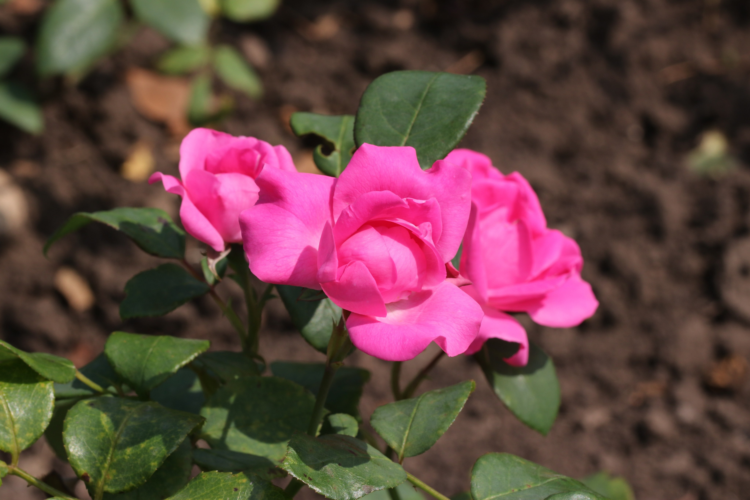 Долина роз в Кисловодске. Фото-художник и Репортажный фотограф Николаев Александр Алексеевич