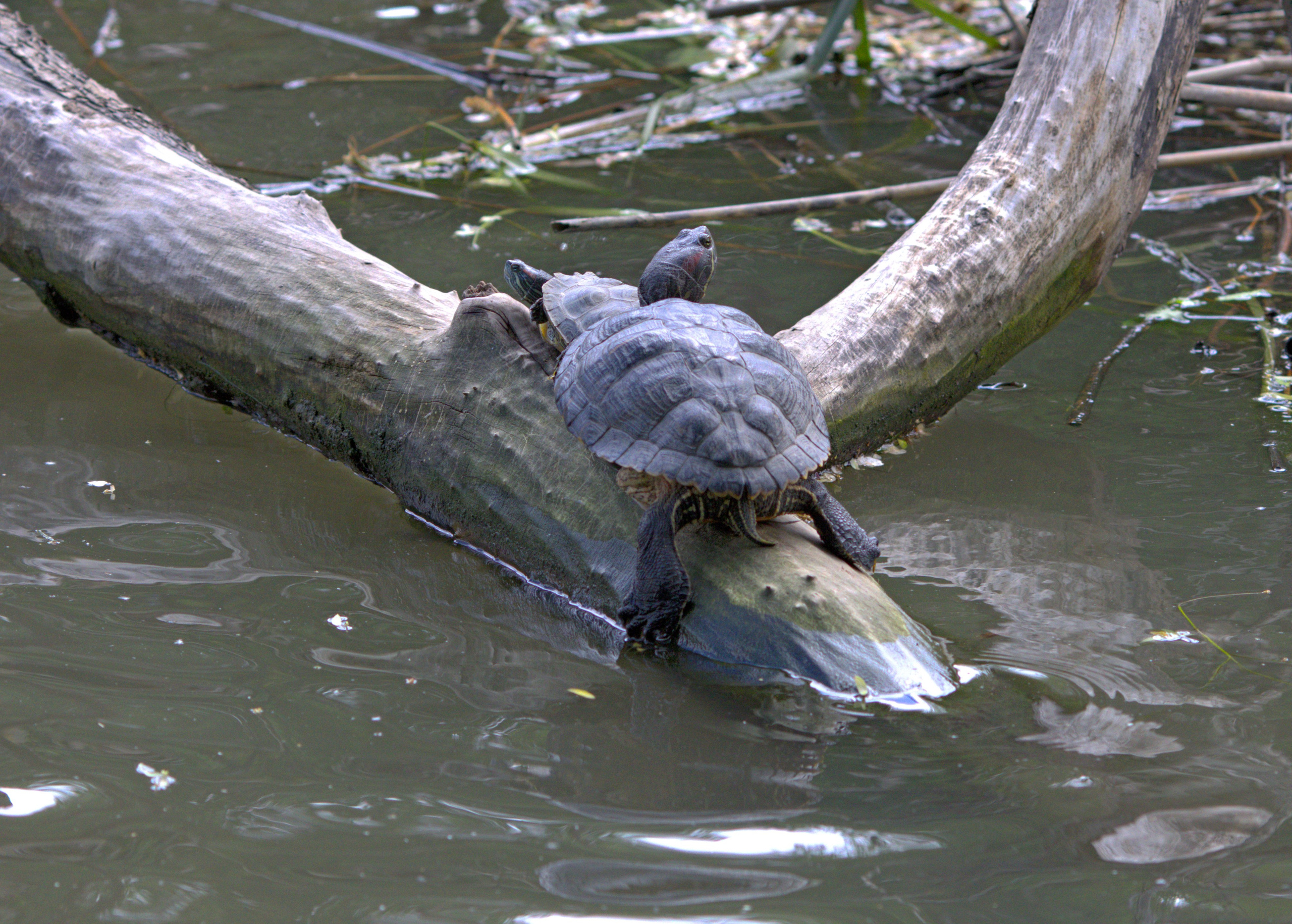 Птицы и животные южного региона. Фото-художник и Репортажный фотограф Николаев Александр Алексеевич