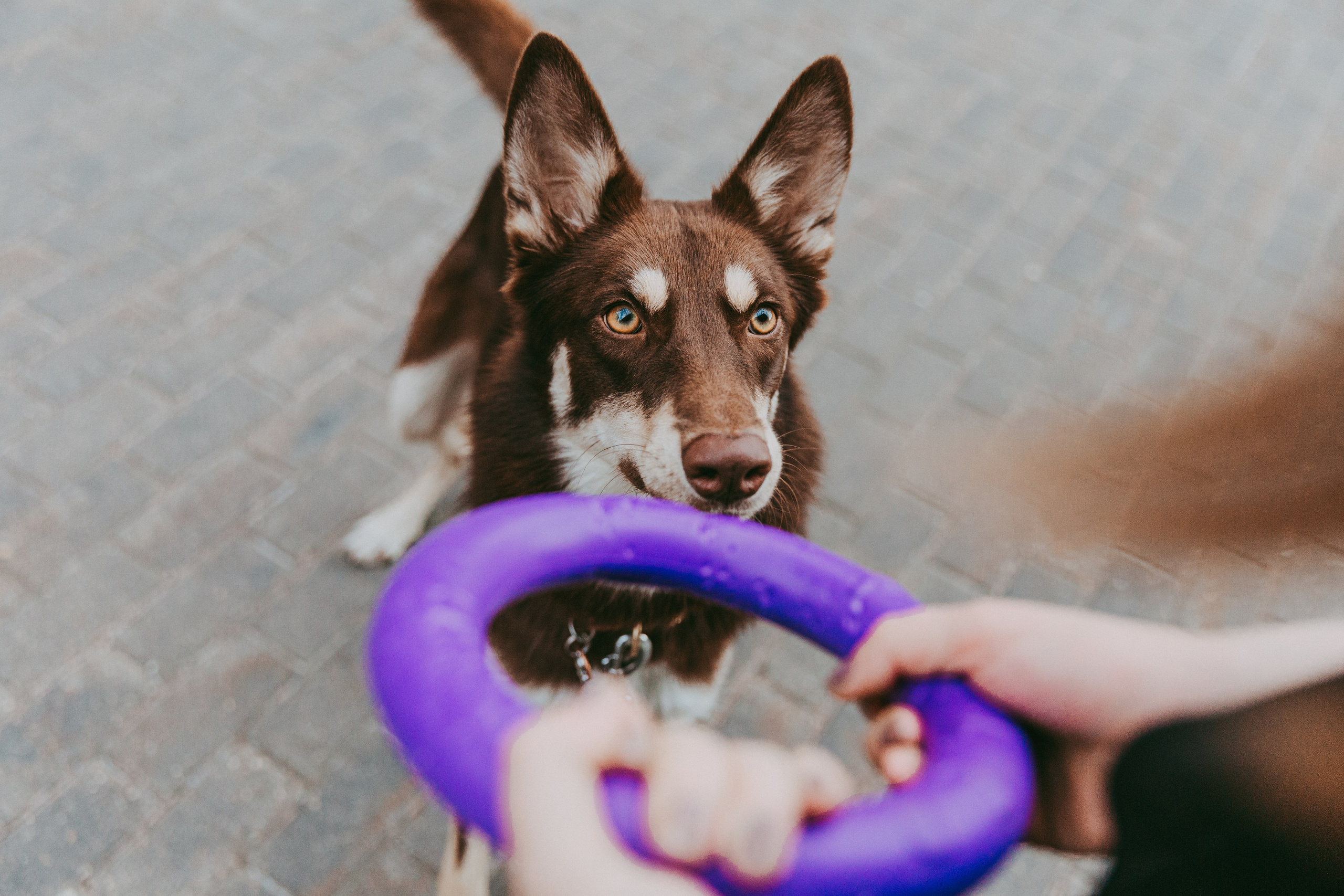 Катя и Шейла. Фотограф-анималист в Москве Соломонова Варвара