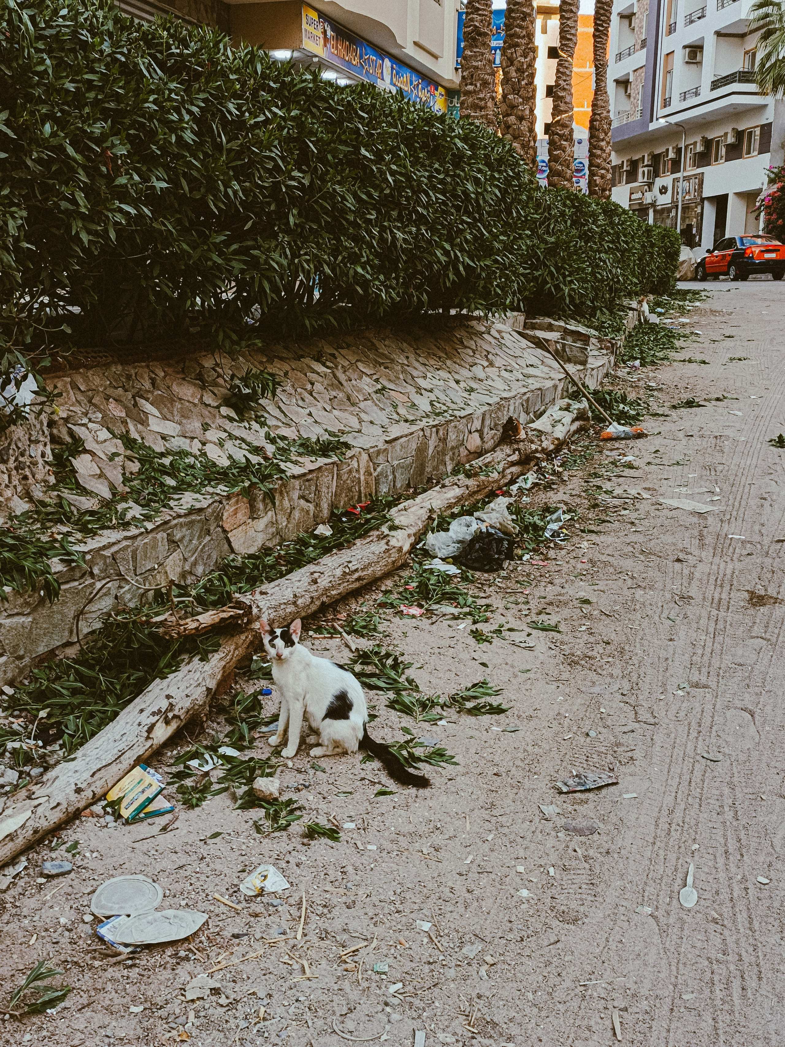 Мобильная. Jorgis — фотограф в Хургаде / обучение фотографии