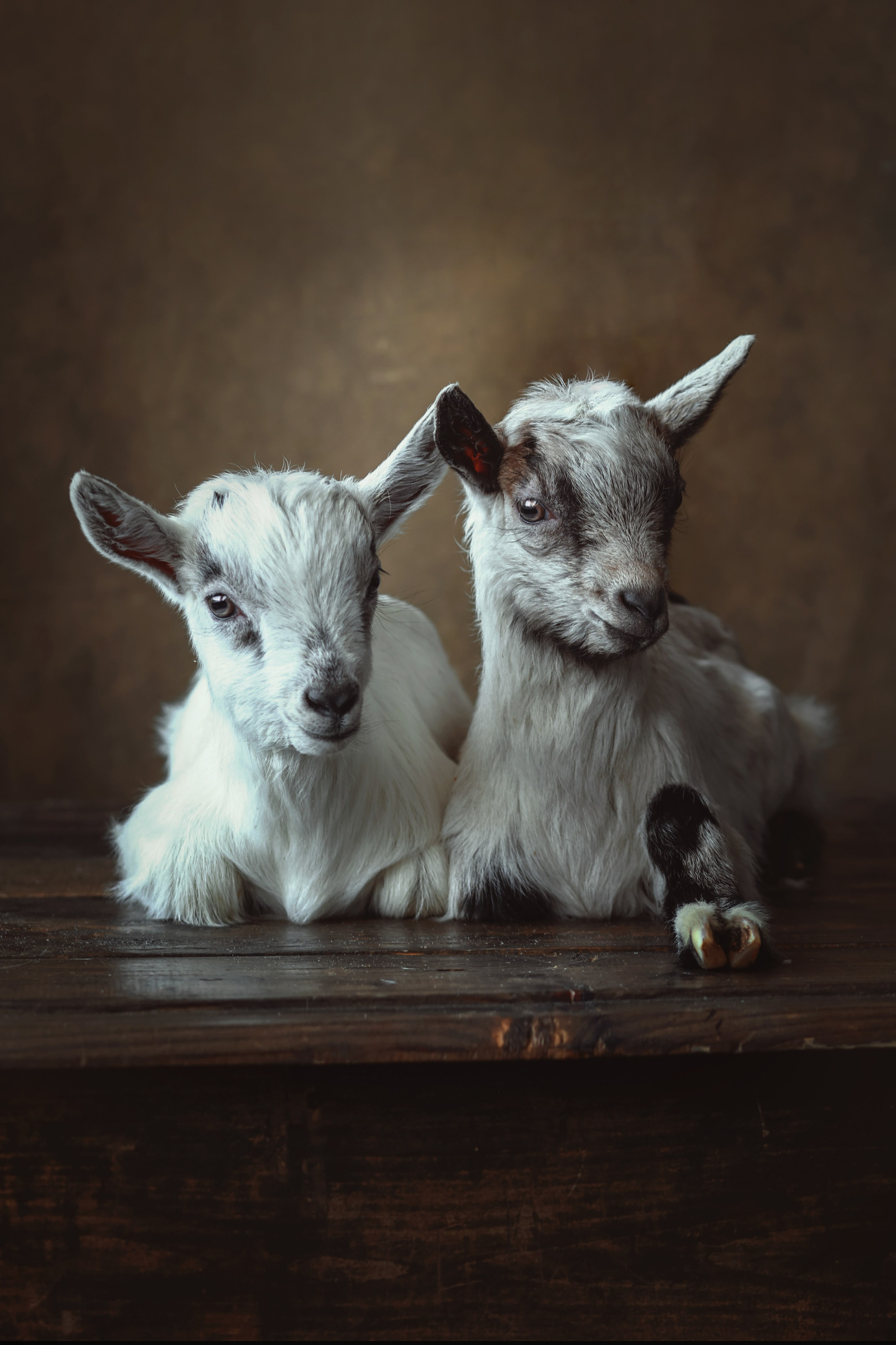 Фотосессия животных в Ижевских, фотограф животных. Детский, семейный фотограф в Ижевске и Москве Аксинья Лысенкова ADEN