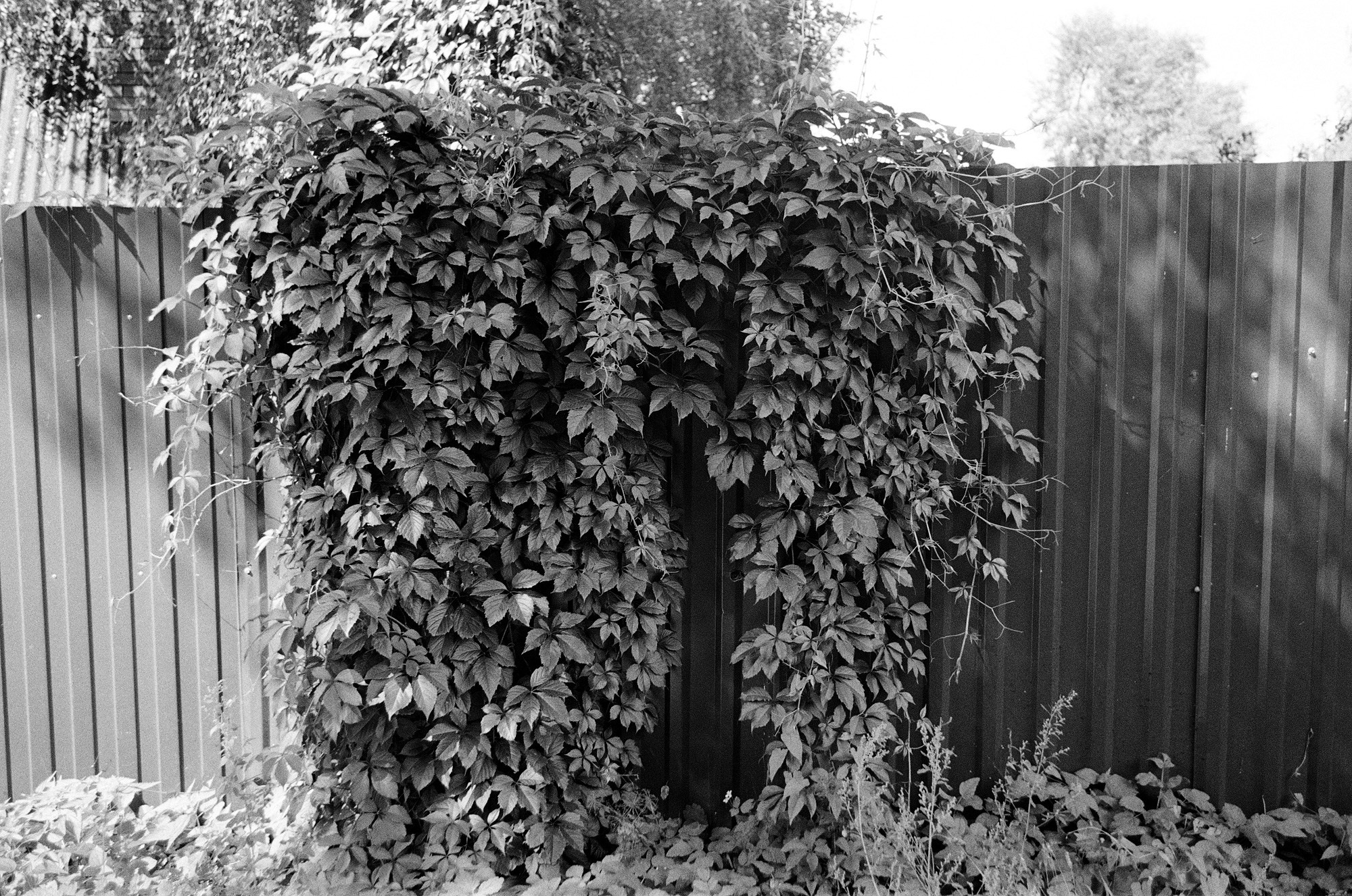 Киржач. Владимирская область. Другой Павел Поцелуев. Фотограф в 2025 году