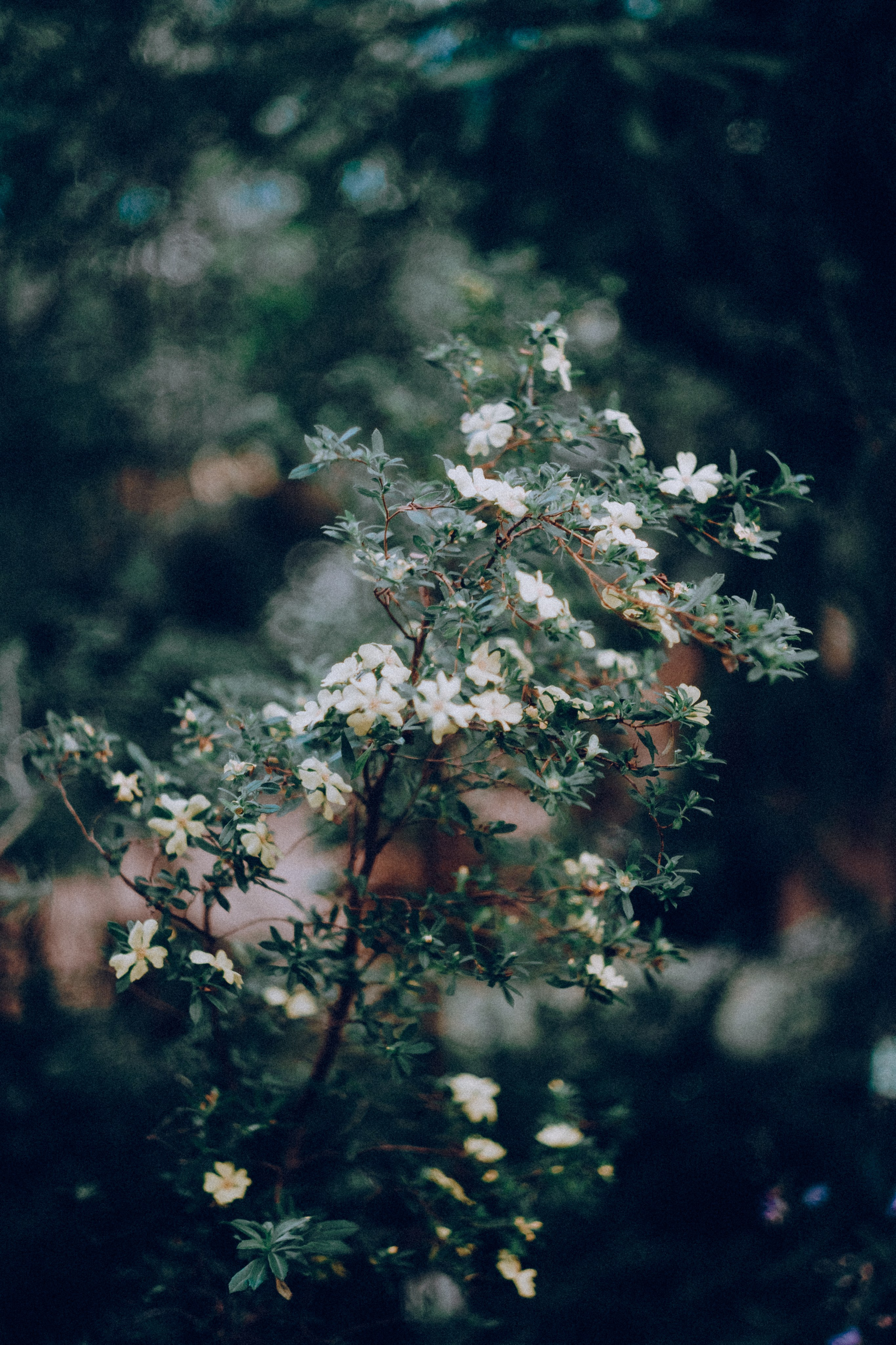 Botanical. Портретный и свадебный фотограф в Москве и Санкт-Петербурге. Учитель фотографии онлайн и оффлайн
