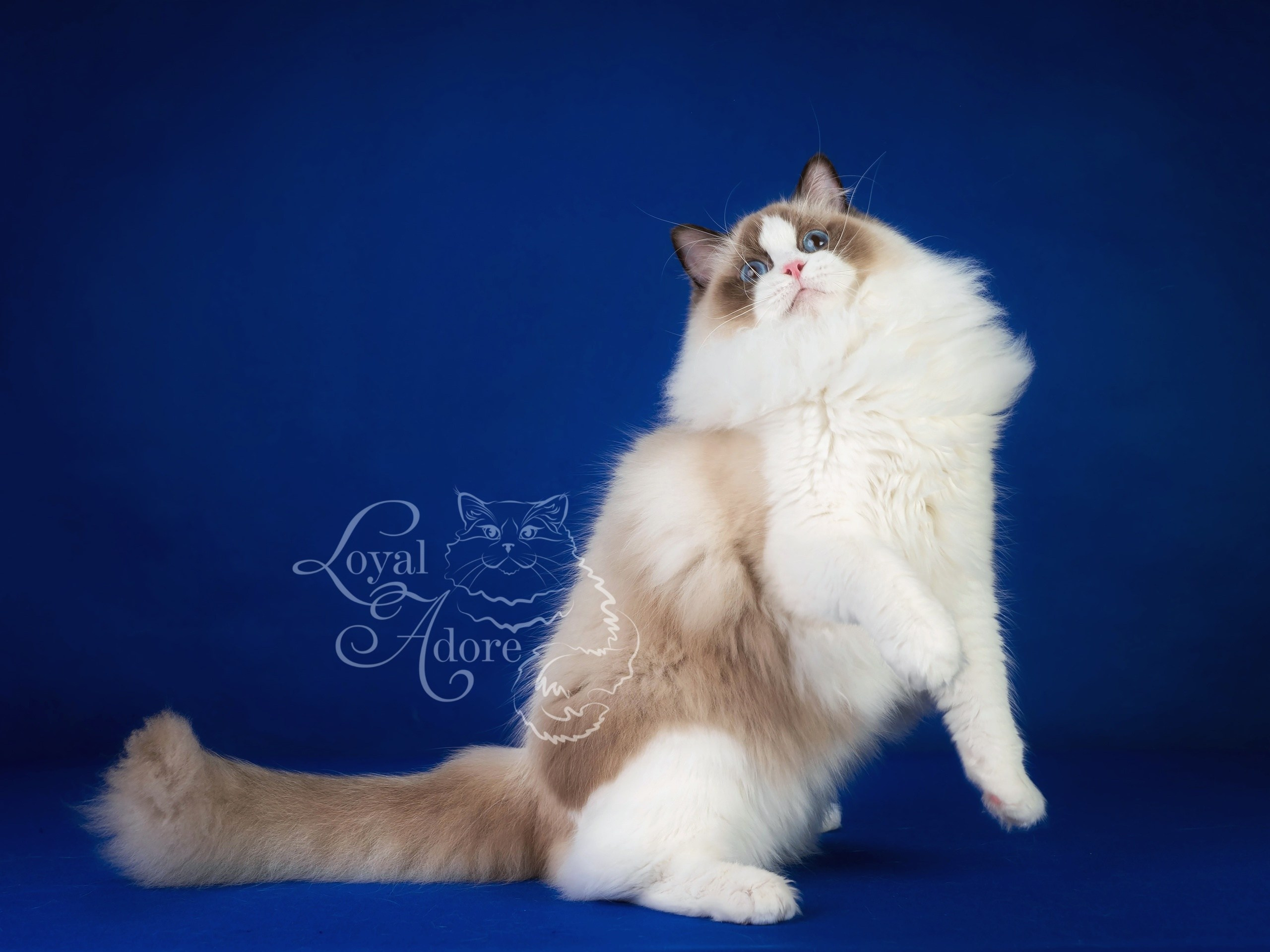 Кошки производители Loyal Adore. Питомник рэгдолл Loyal Adore