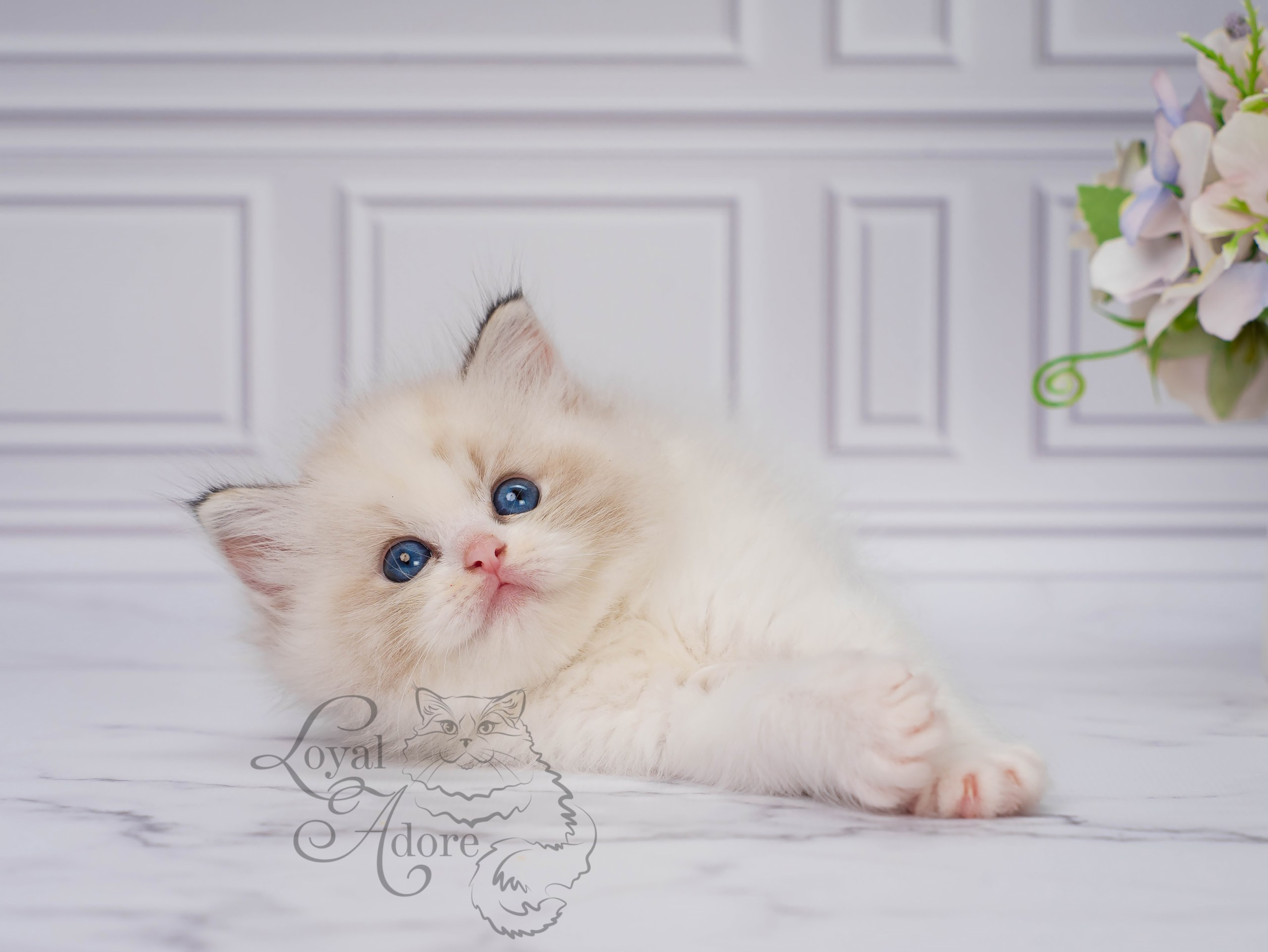 Кошки производители Loyal Adore. Питомник рэгдолл Loyal Adore