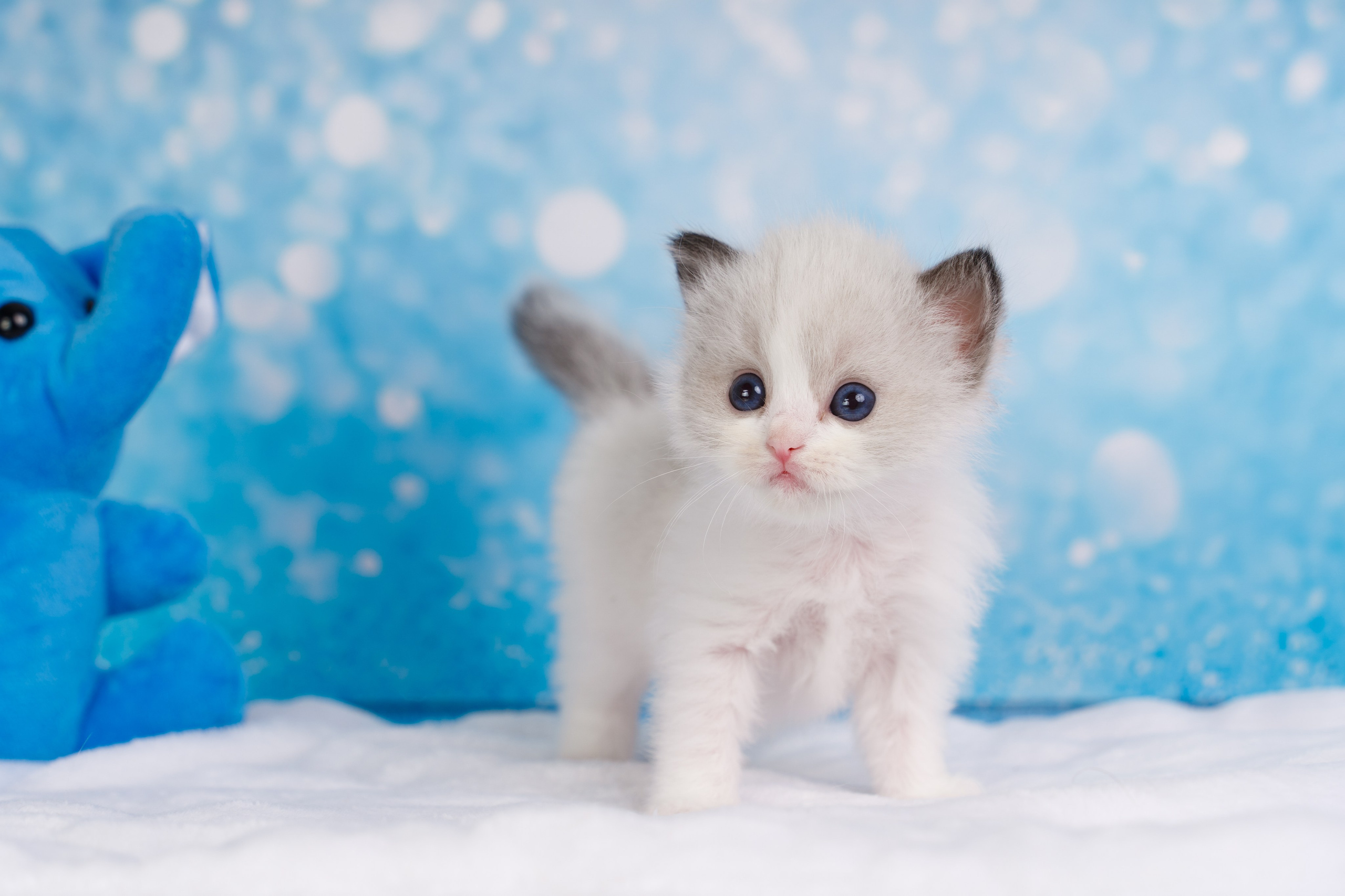 Котята рэгдолл от Loyal Adore. Питомник рэгдолл Loyal Adore