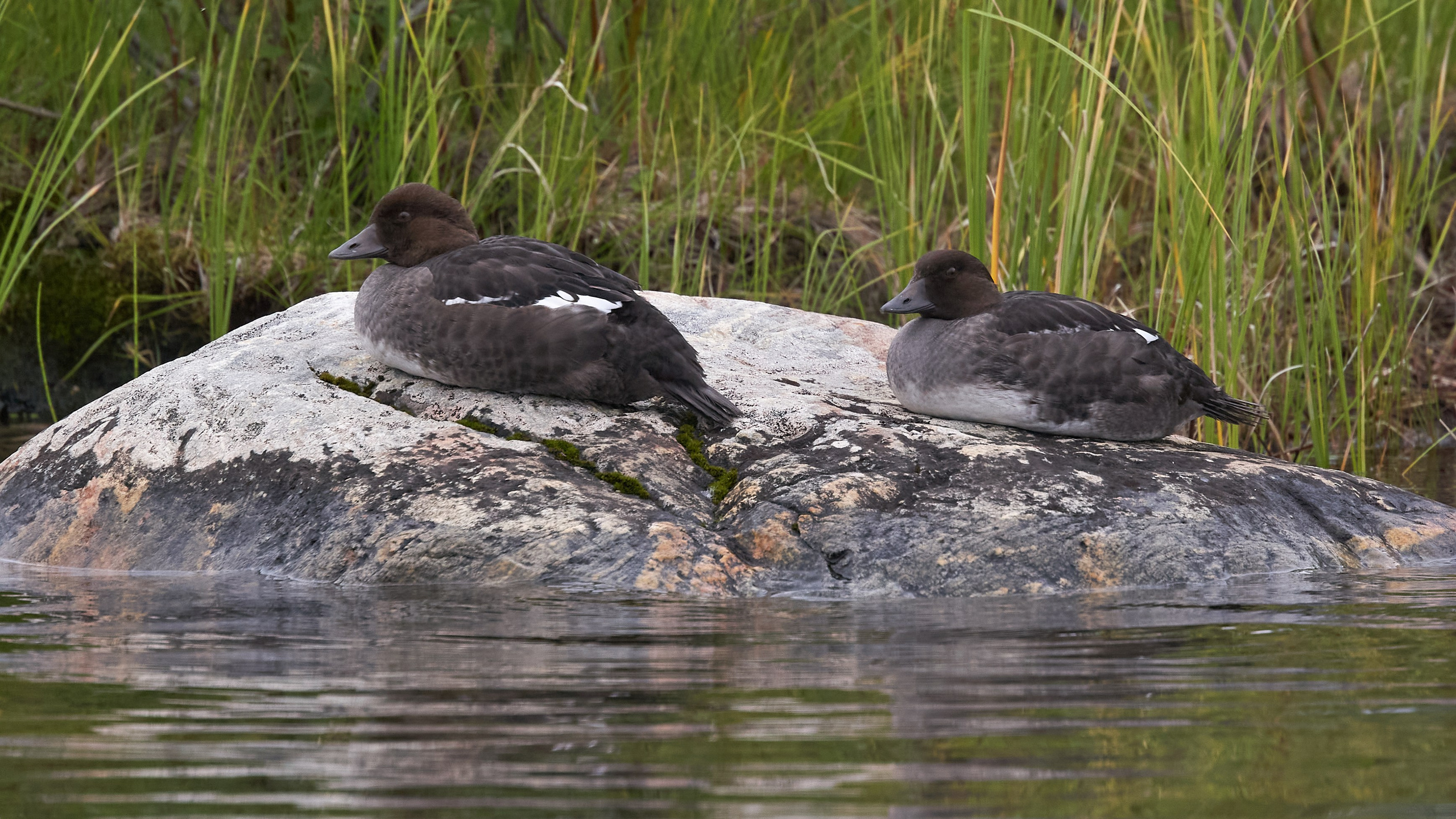 Водоемы. Пейзажи Крайнего Севера. Баренцево море, Рыбачий, Средний, Немецкий