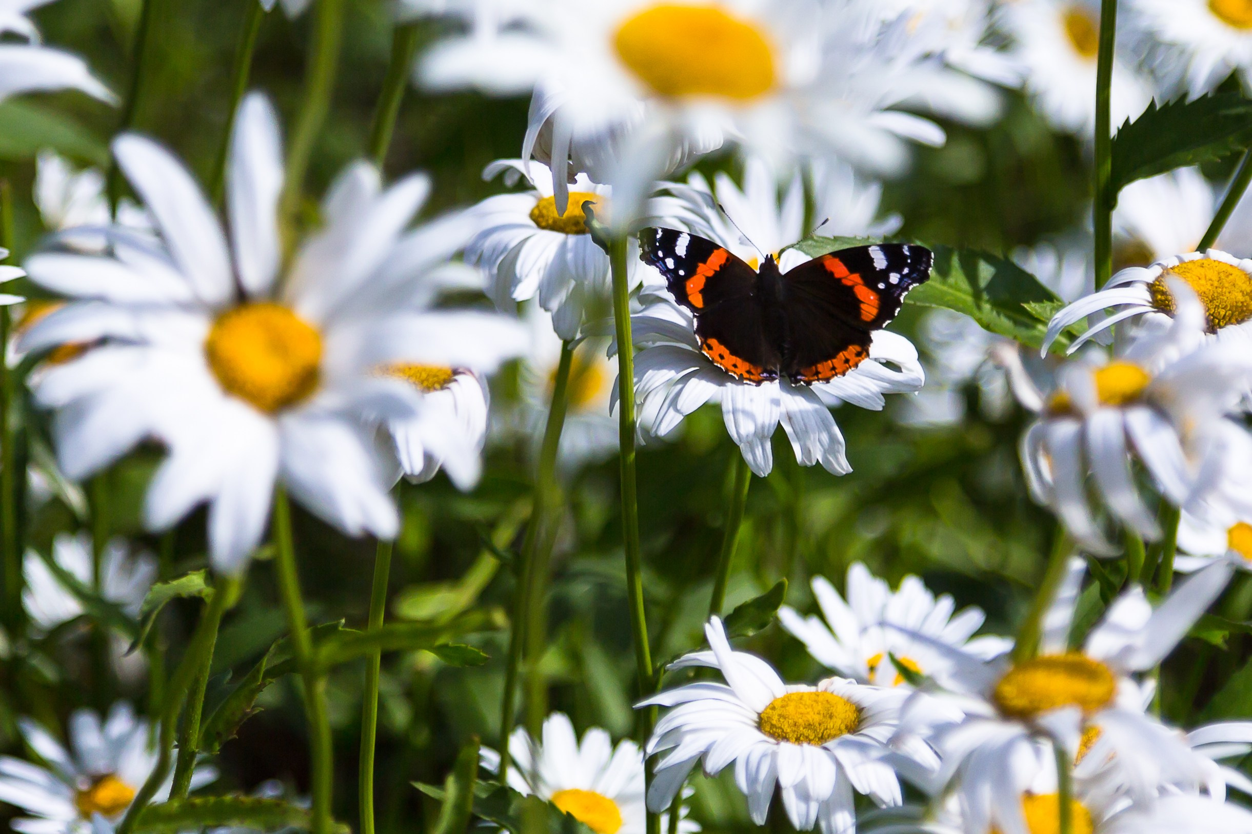 Мир растений. Пейзажи Крайнего Севера. Баренцево море, Рыбачий, Средний, Немецкий