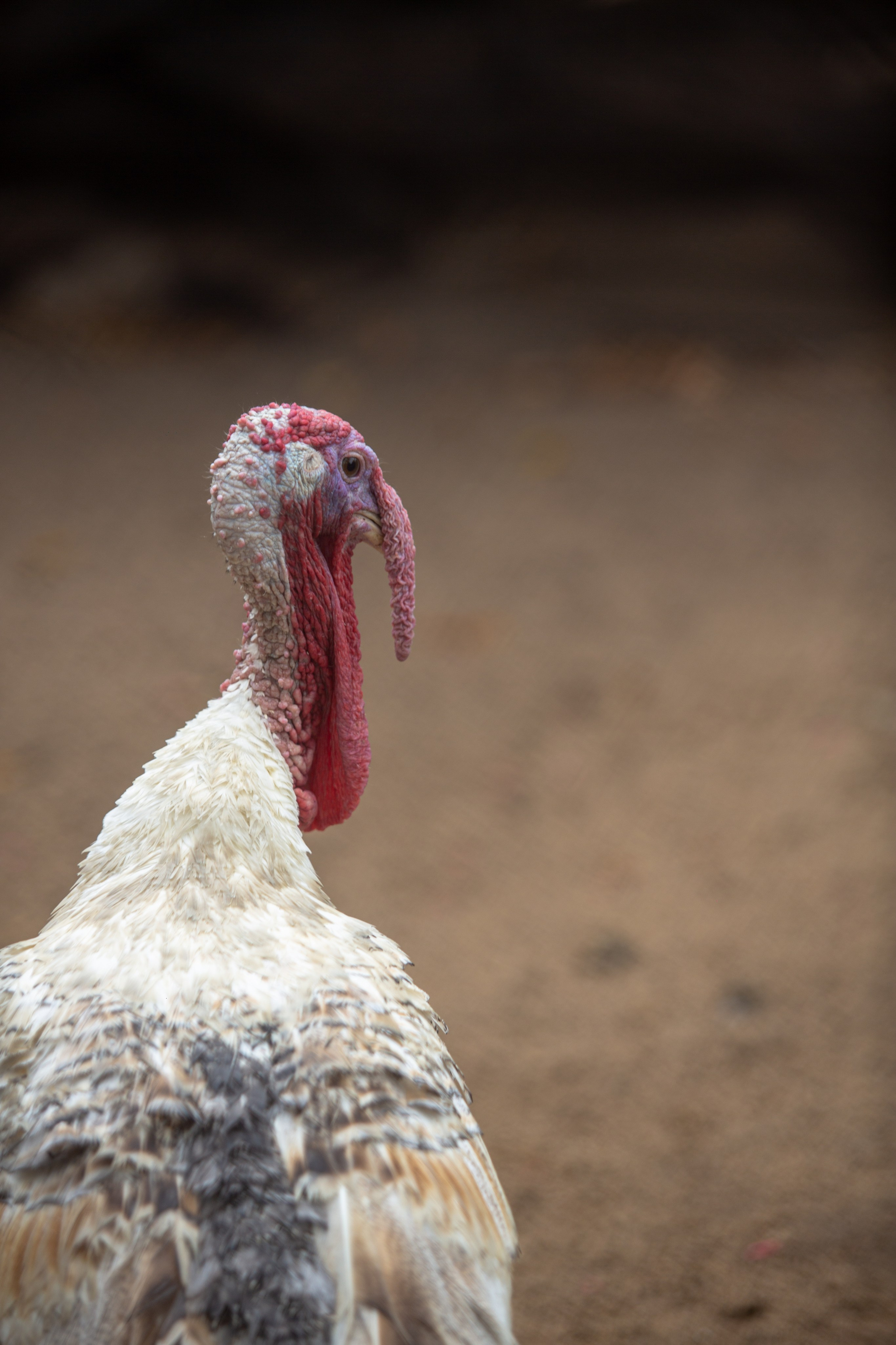 Samut Prakan Crocodile Farm & Zoo. Photographer Sonkina Tatiana (Tanya Ash)
