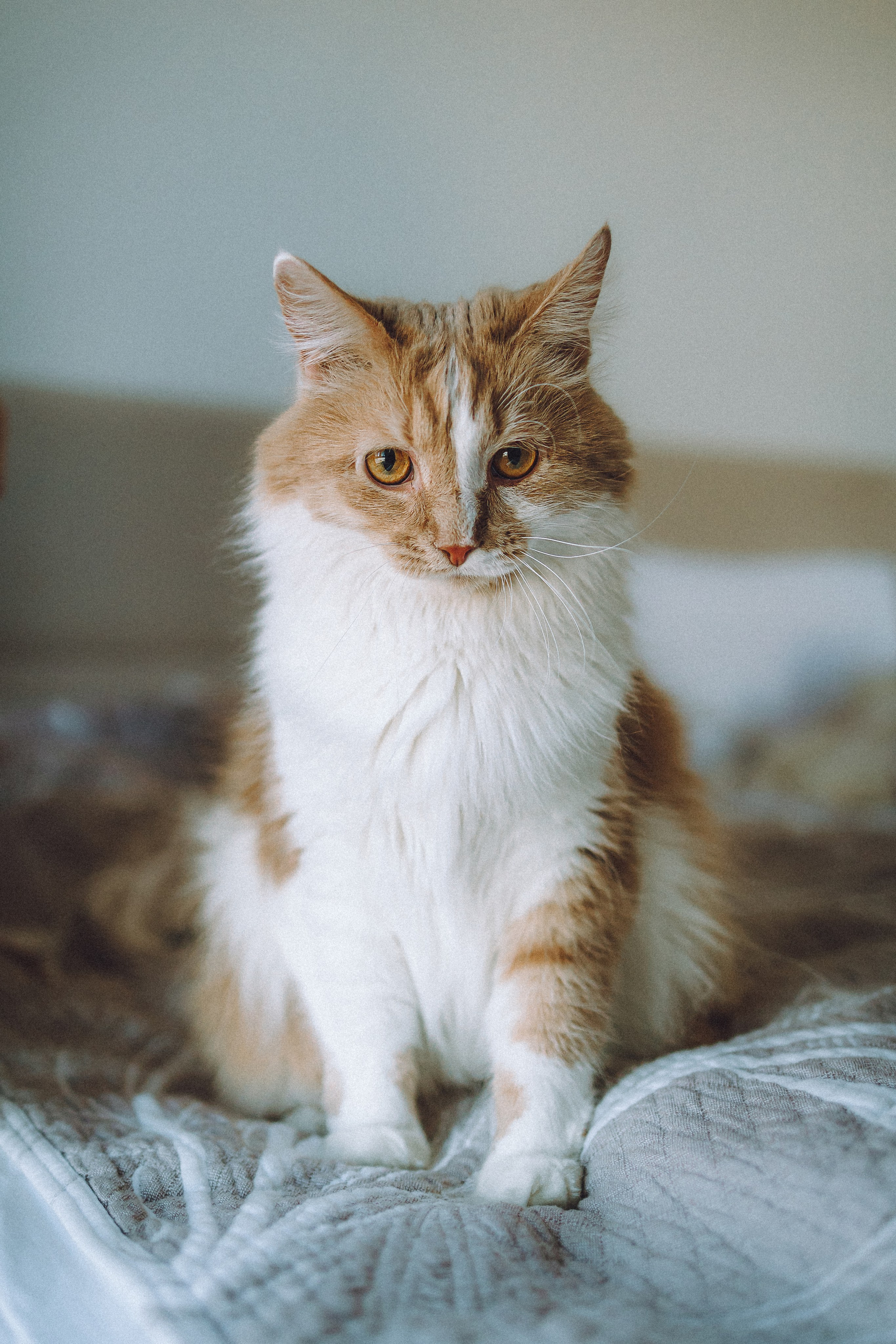 День Рождения Шу