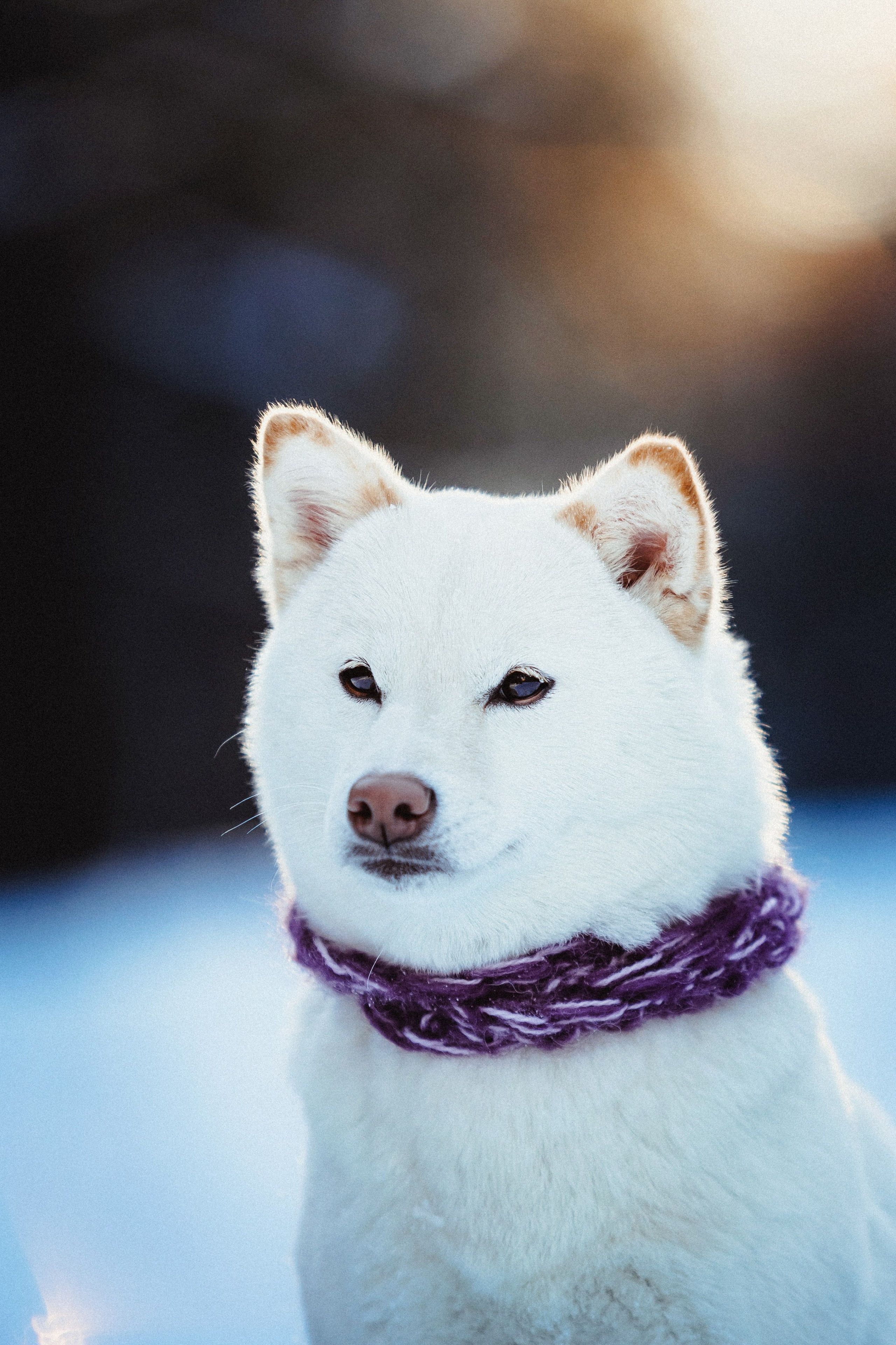 Шед, Цири и Ира