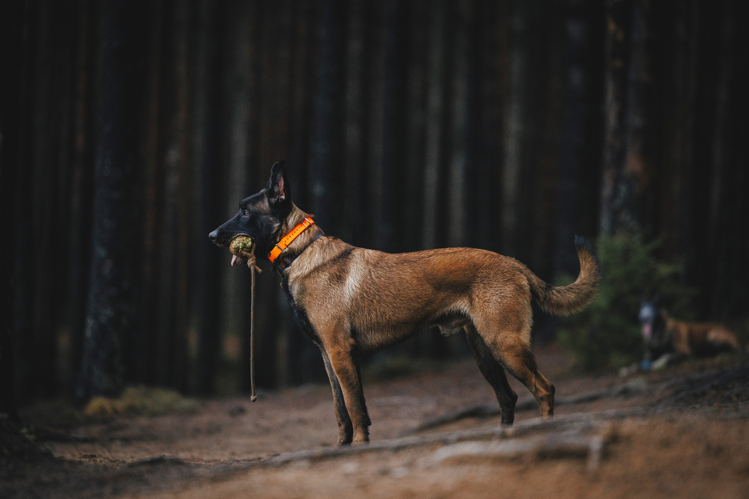 Омен, Айс и Рицу. Фотограф-анималист Анна Маринич