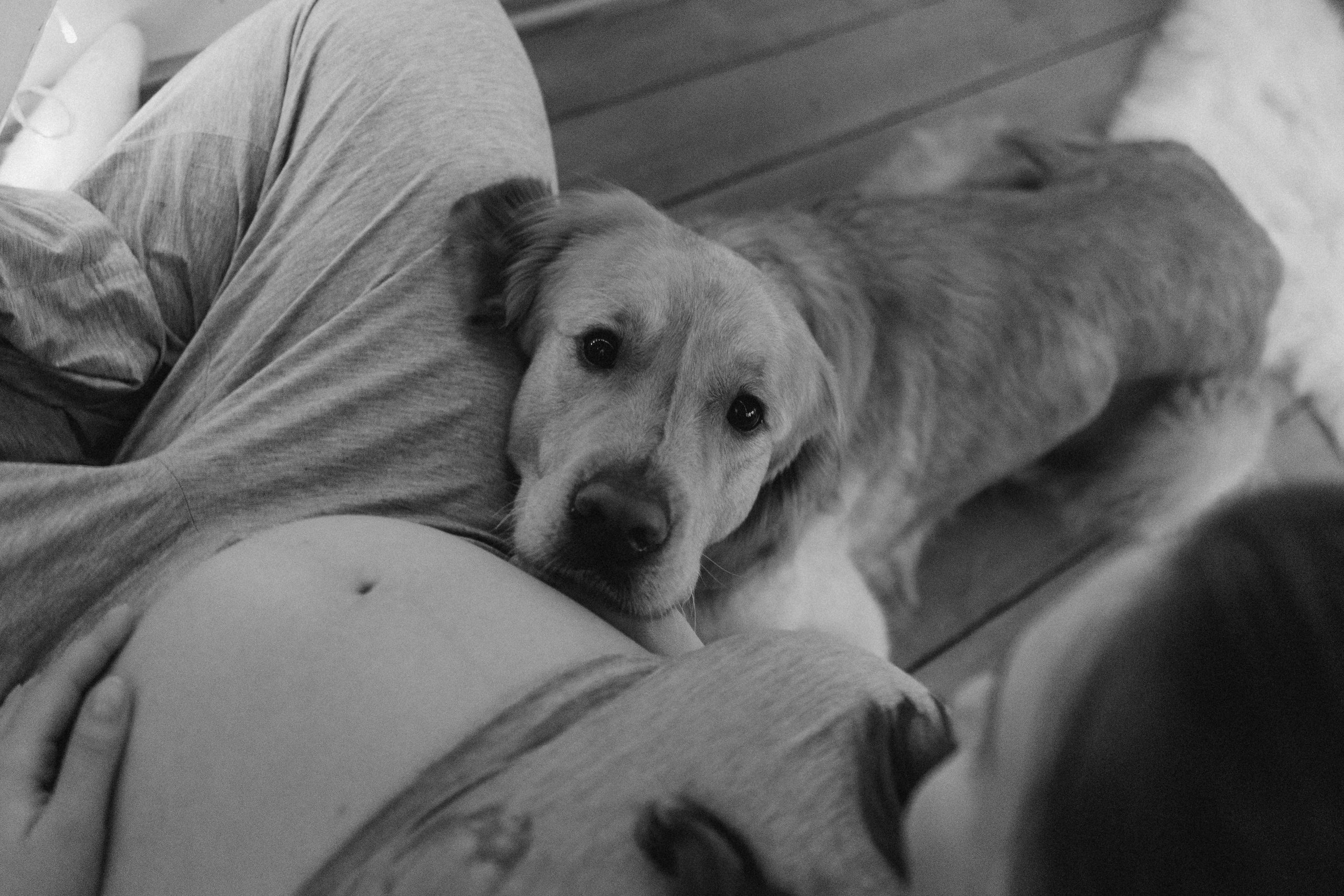 Вегас, Веник и их семья. Фотограф — Анималист | Санкт-Петербург