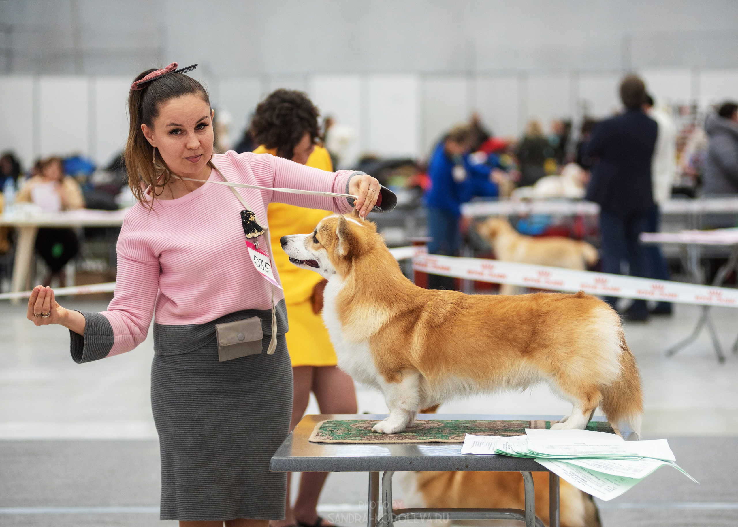 Выставка собак тюмень 14.01.2023. Дог-фотограф в Тюмени Александра Королева