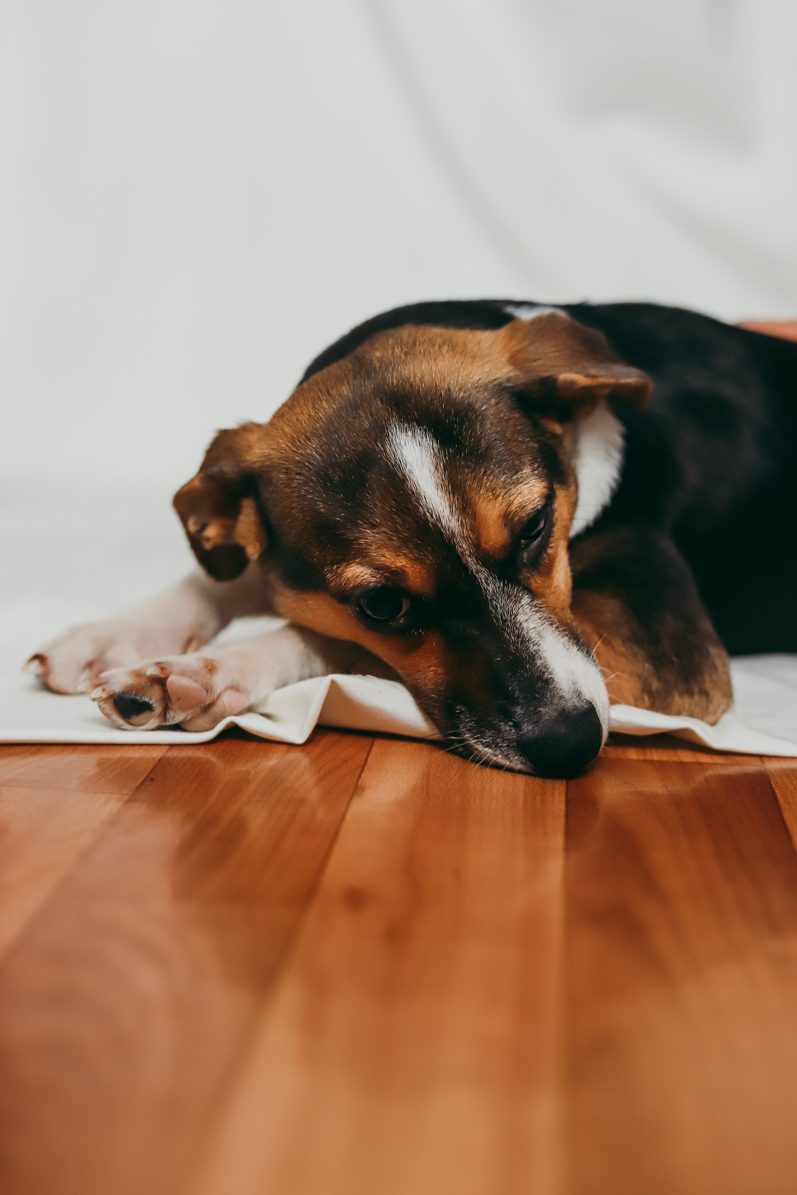 Для приюта (уже дома). Фотограф Москва и Санкт-Петербург