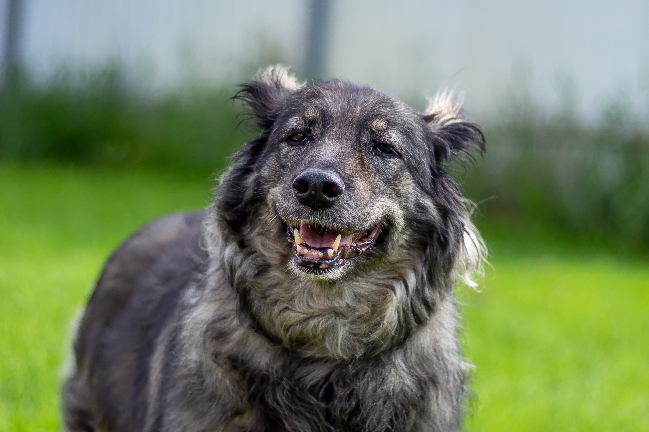Собачья жизнь — Зоогостиница «Счастливые мечтатели». Фотограф • Орехово-Зуево • Балашиха • TEFO