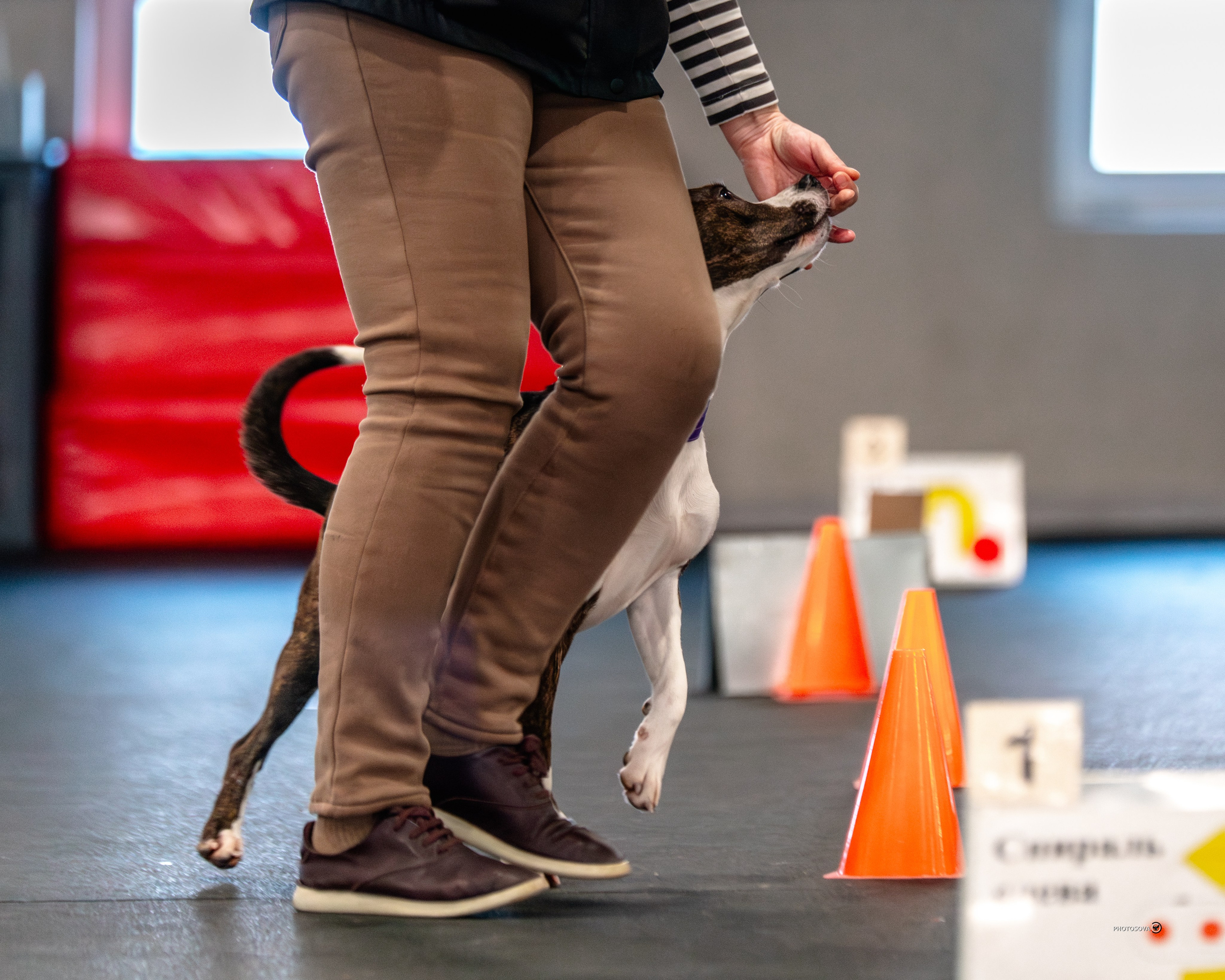 ТЫ И Я (соревнования по ралли-обидиенс). Фотограф-анималист, семейный фотограф в Москве и Подмосковье. Фотосъёмка кинологических дисциплин