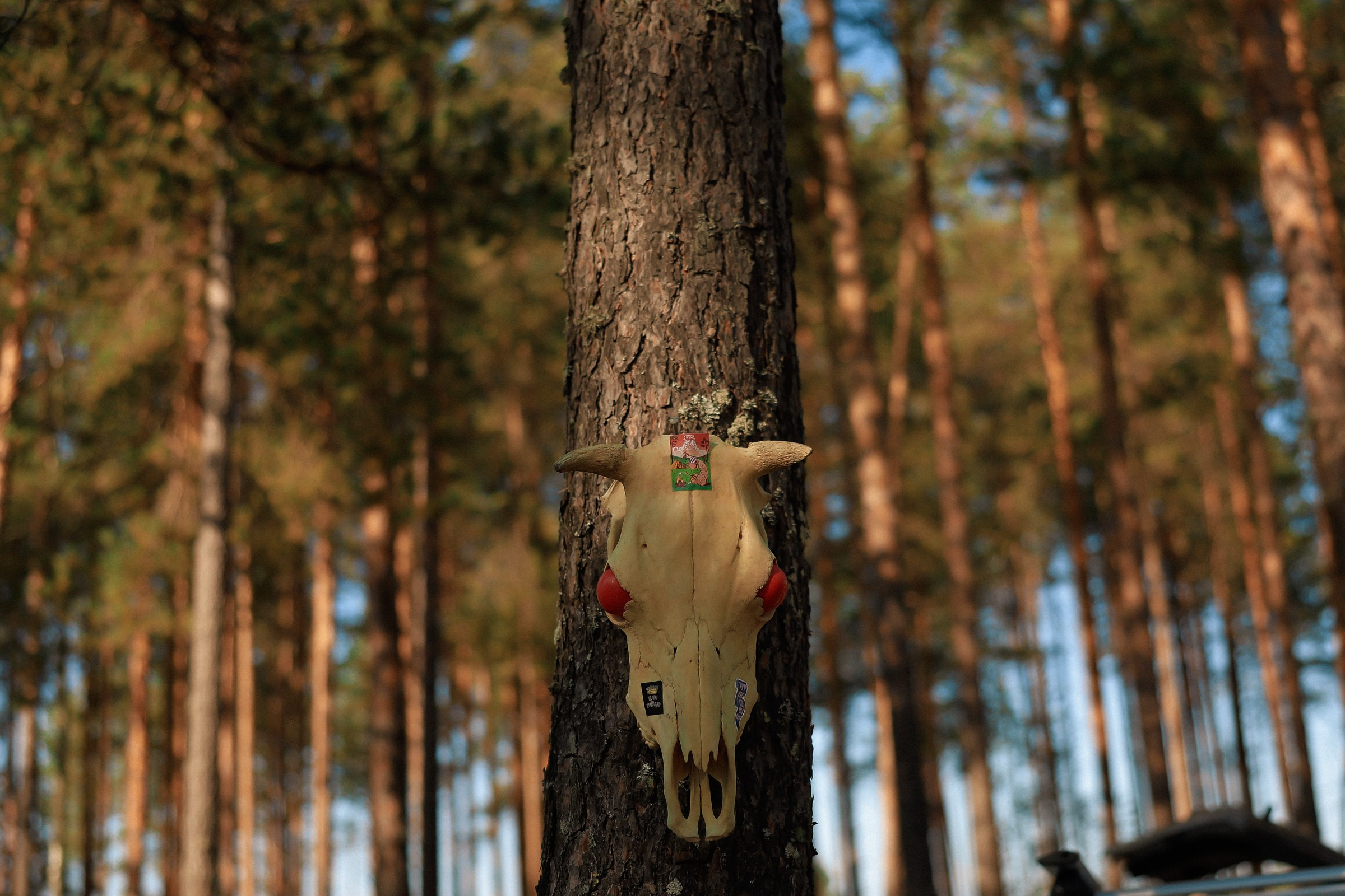 /РЕПОРТАЖ/ Велогонка «Вяломарафон» 2023. Свадебный фотограф Великий Новгород Станислав Кособудский