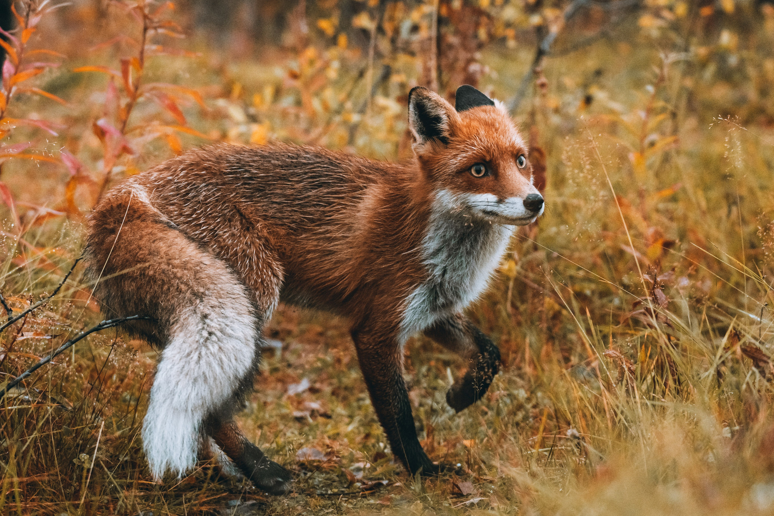 СЕВЕР. Event фотограф Степанова Александра