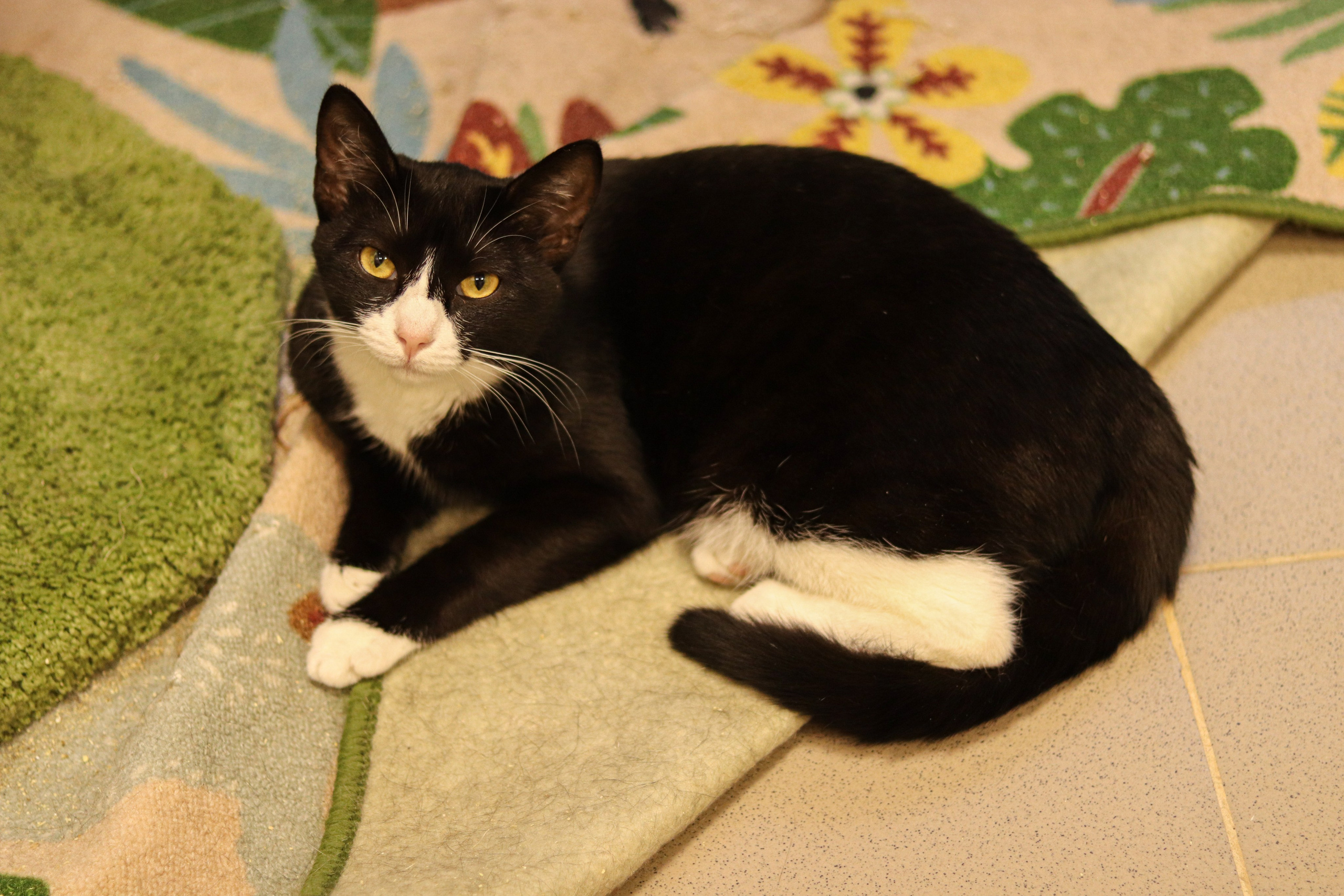 Петербургский дом кота (27 июня 2024). Ивентный фотограф в Санкт-Петербурге Олег Комков