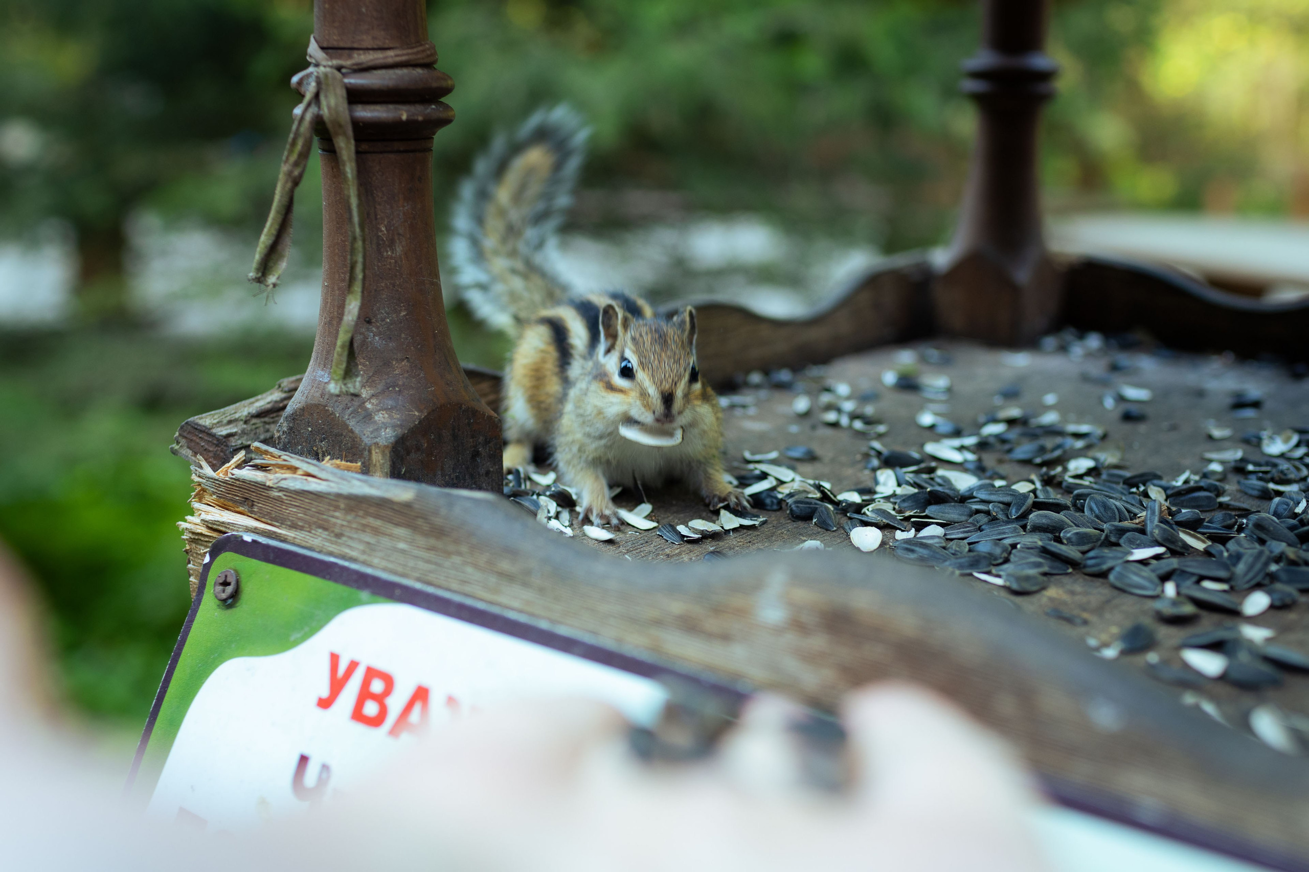 Красноярск (осень 2023). Фотограф Виноградов Константин