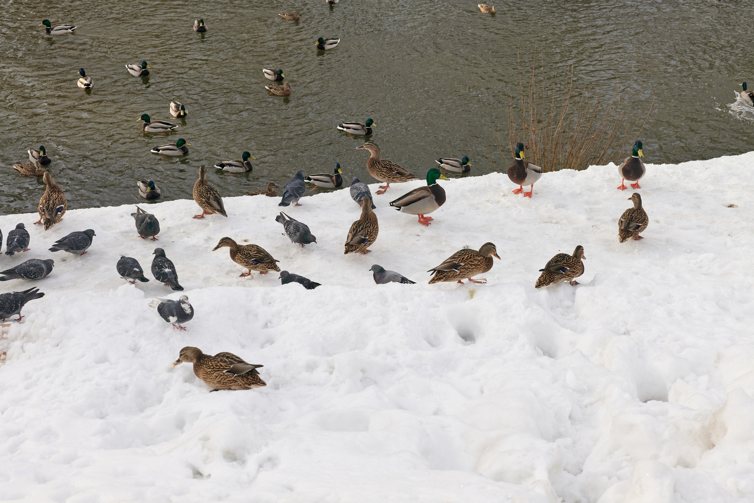 НАШИ ФОТО. Владимир Власюк