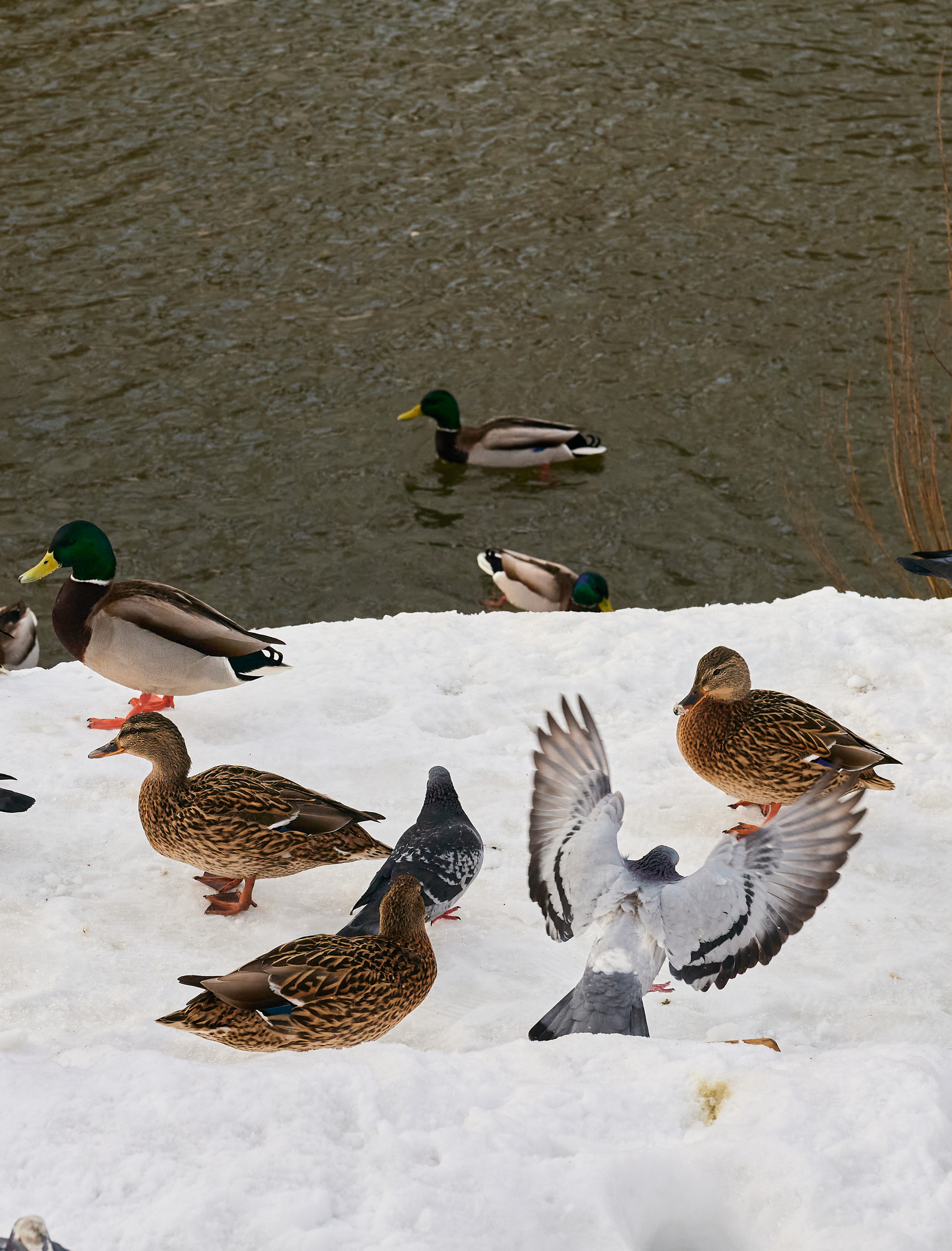 НАШИ ФОТО. Владимир Власюк