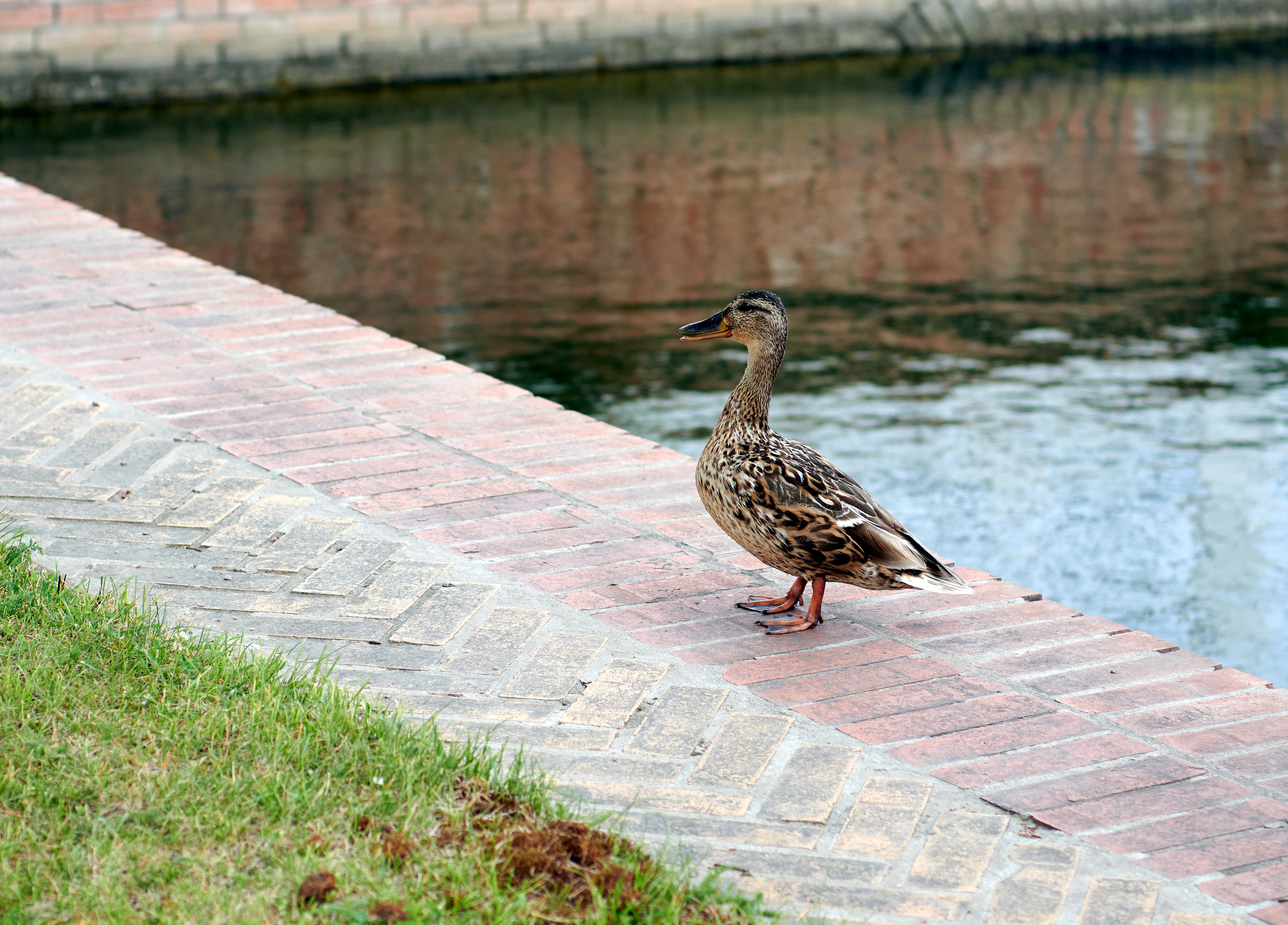 Питер 2018. Владимир Власюк