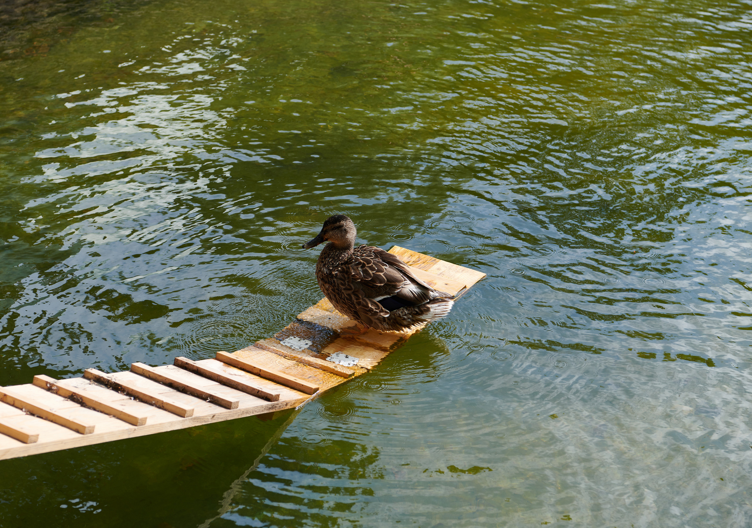 НАШИ ФОТО. Владимир Власюк