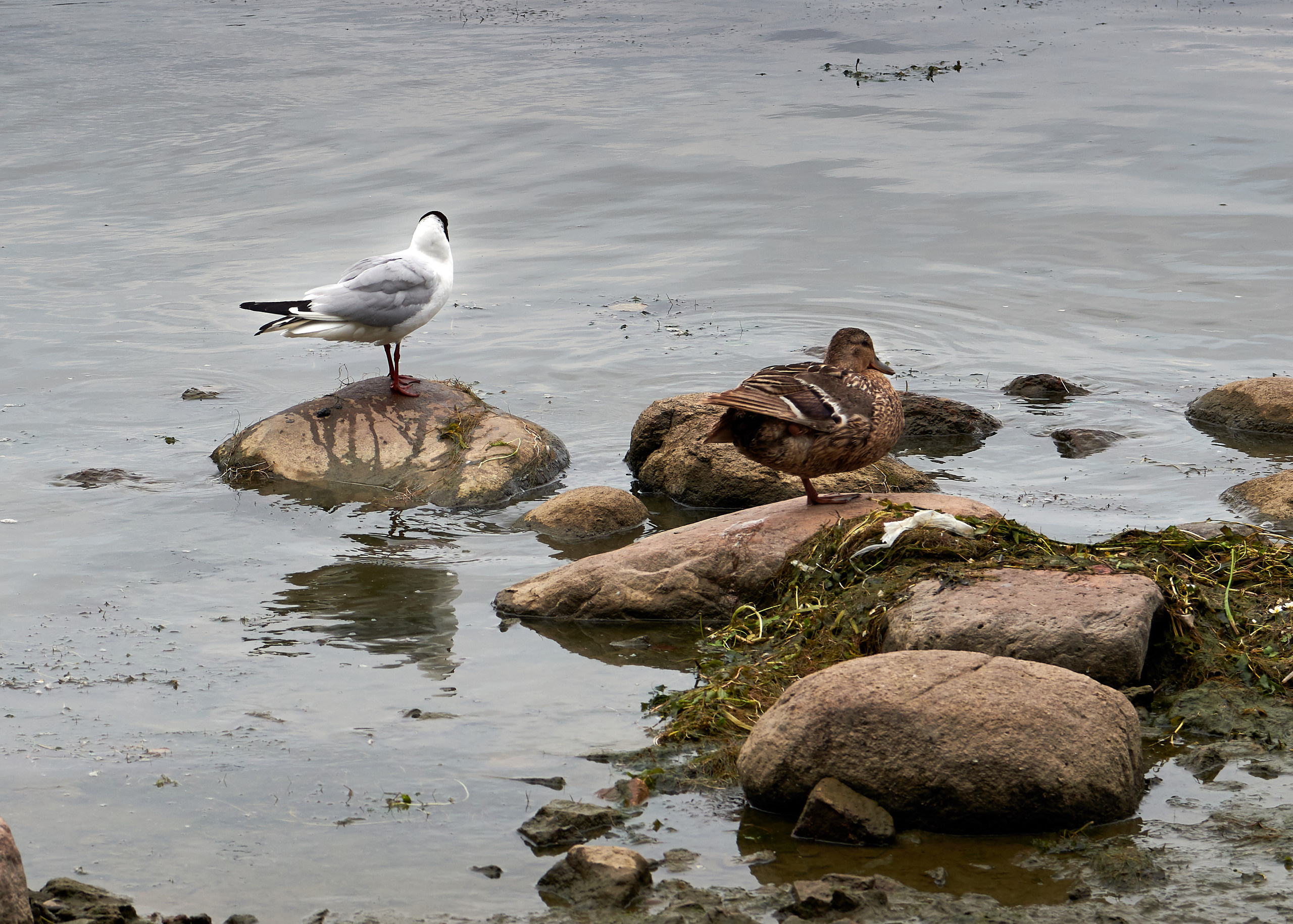 Питер 2018. Владимир Власюк