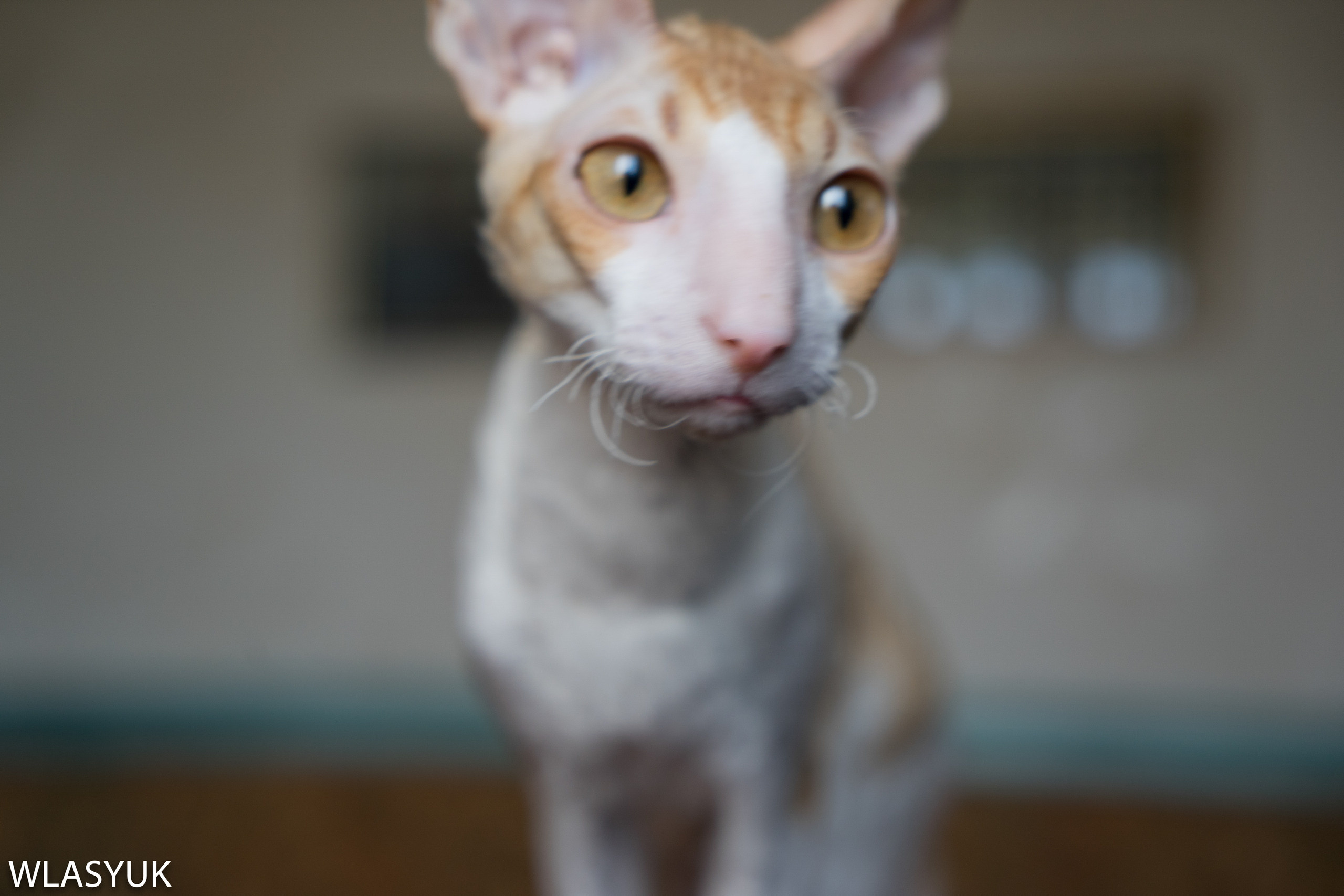 Екатеринбург. Владимир Власюк