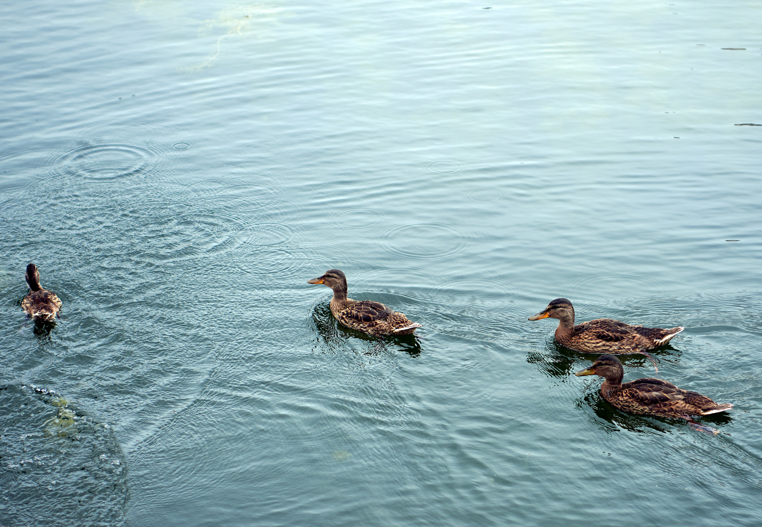 НАШИ ФОТО. Владимир Власюк